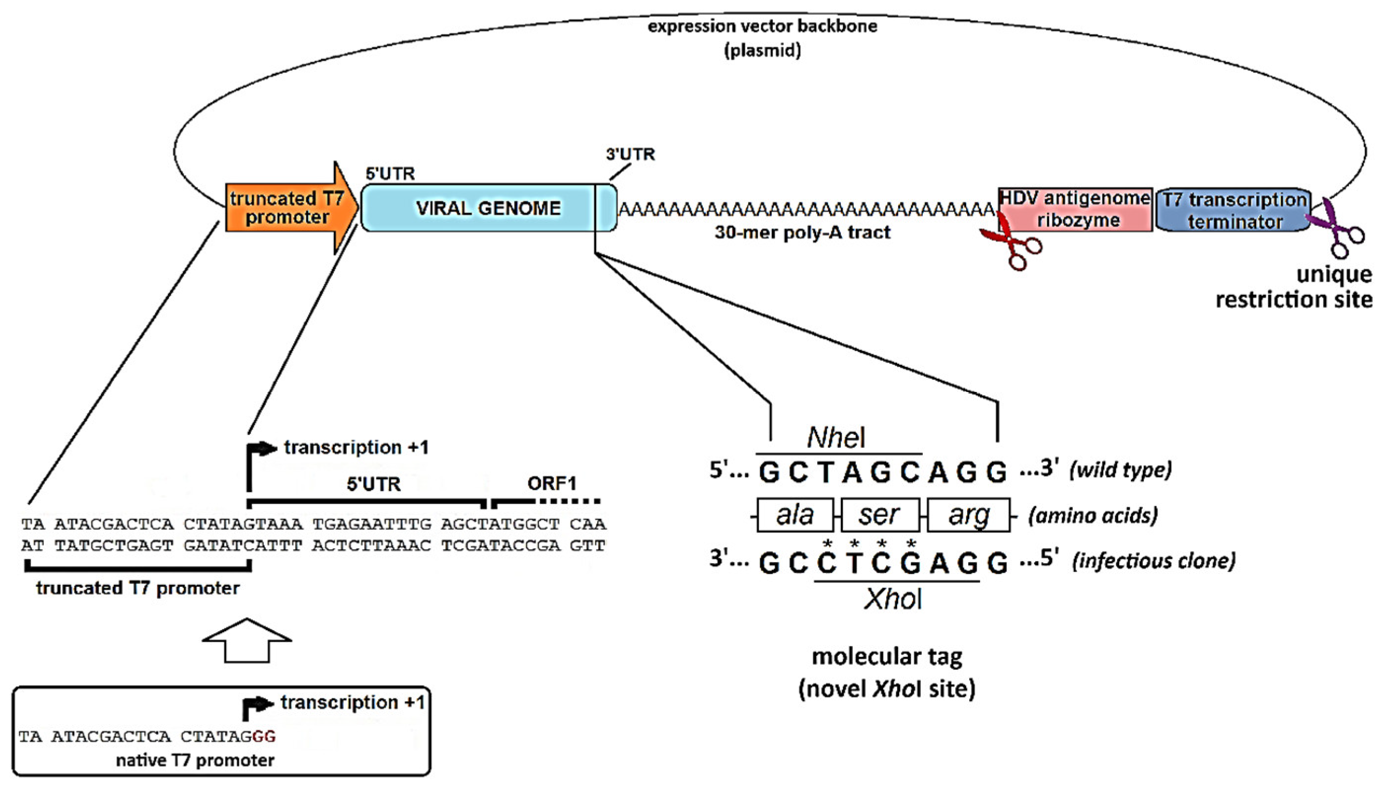 Preprints 102126 g005