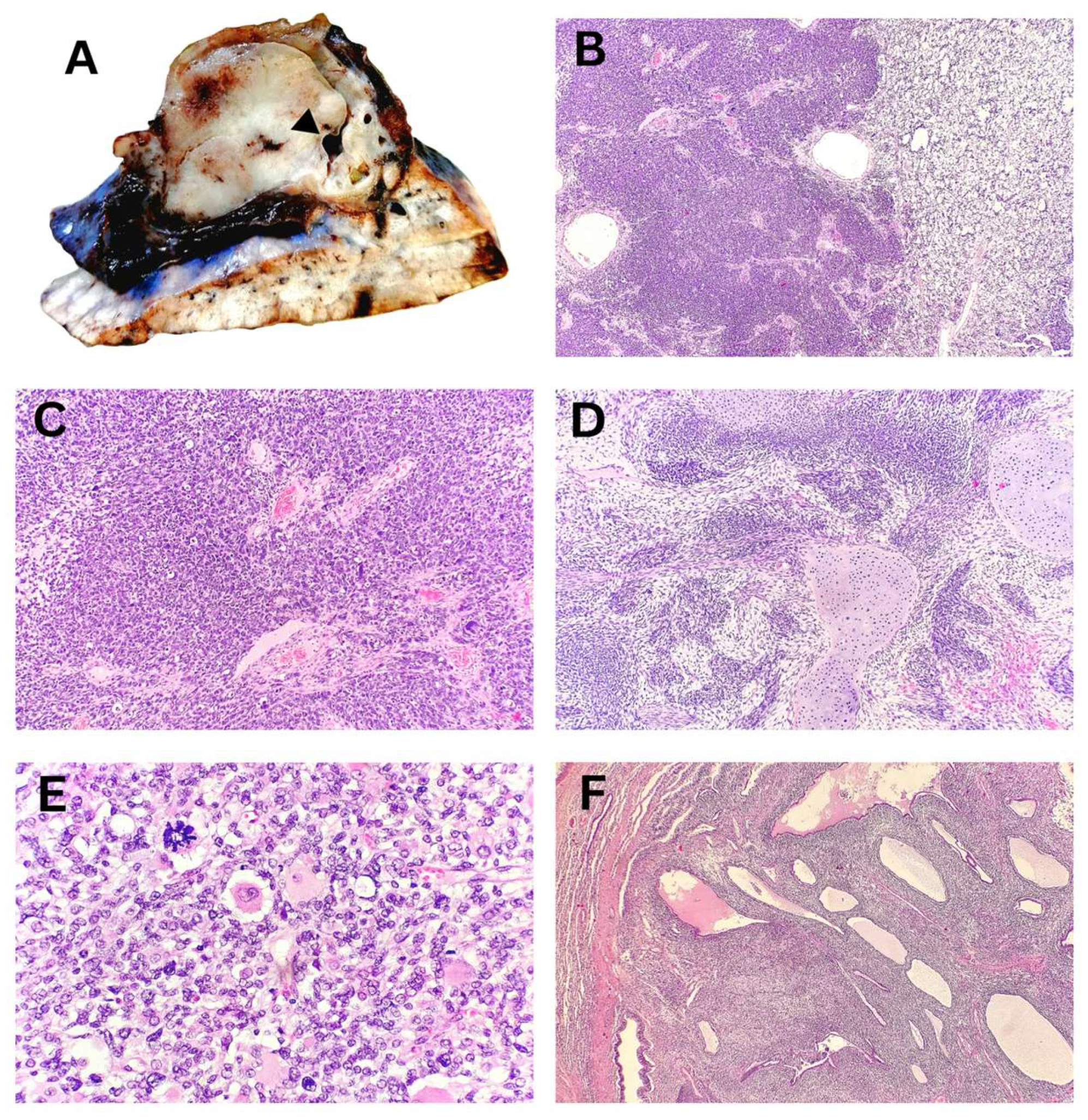 Preprints 157970 g004