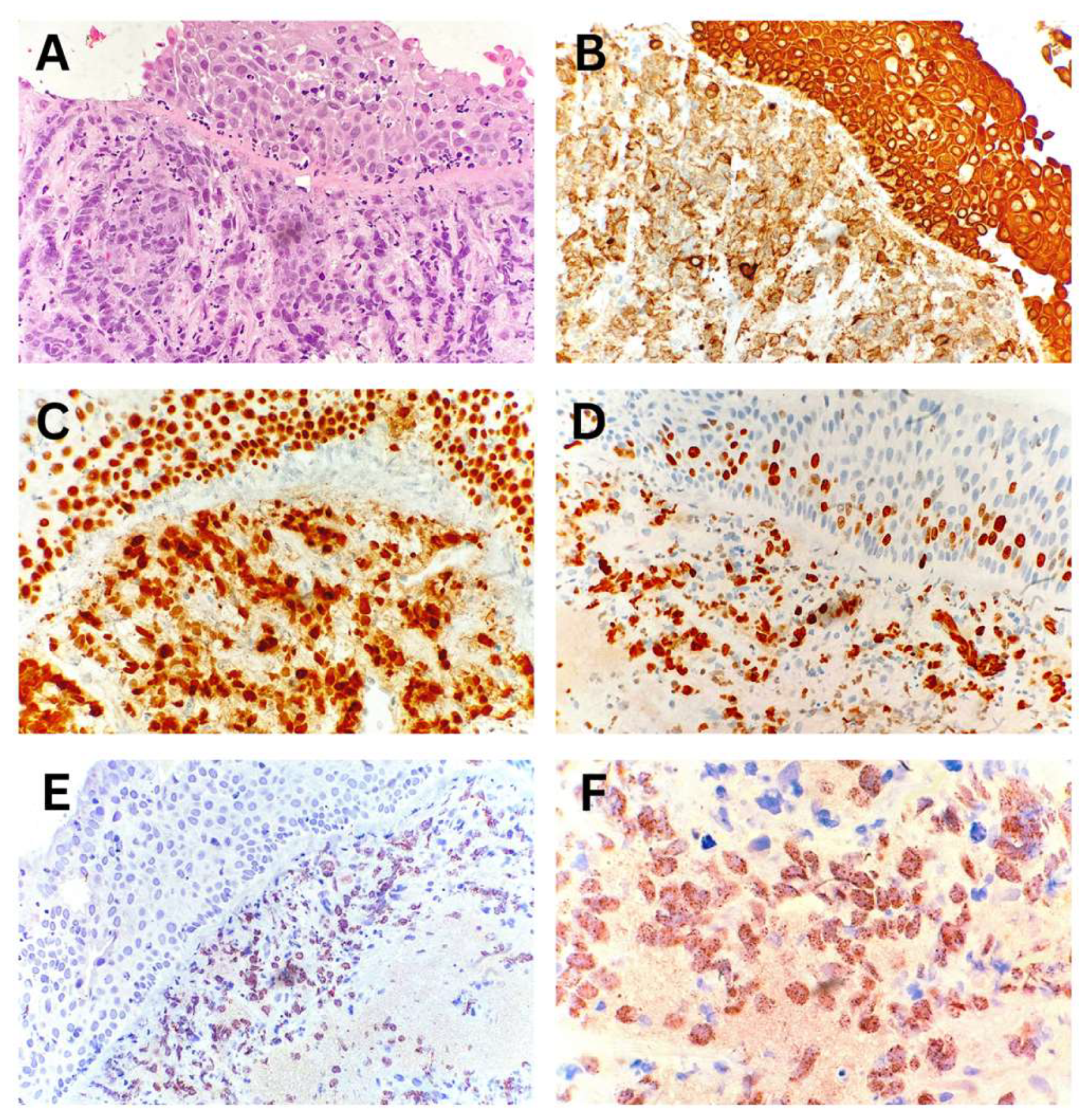 Preprints 157970 g005