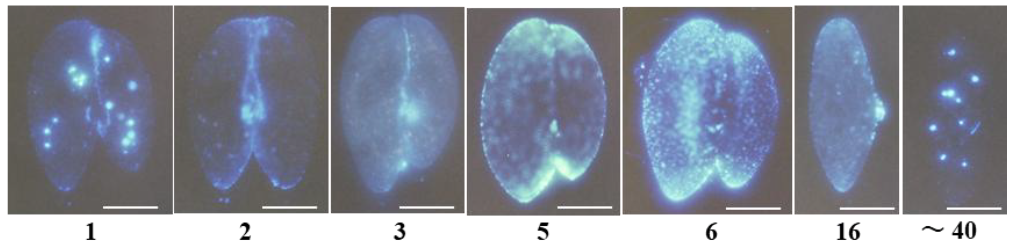 Preprints 189425 g006