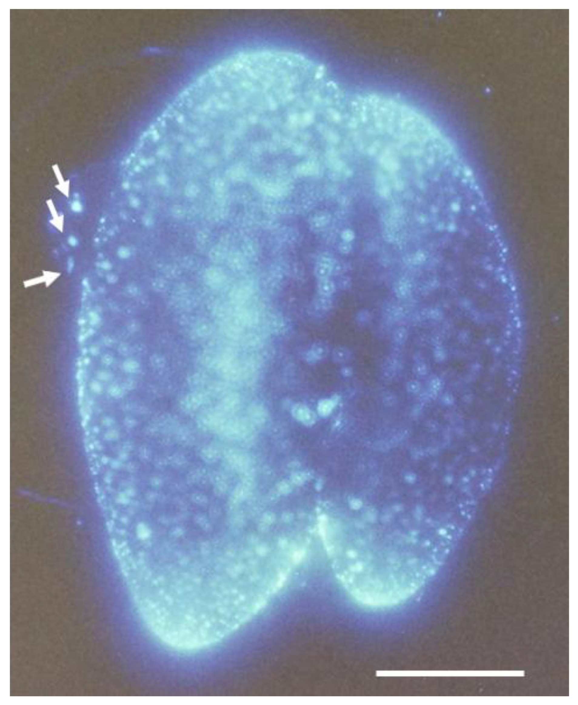 Preprints 189425 g009