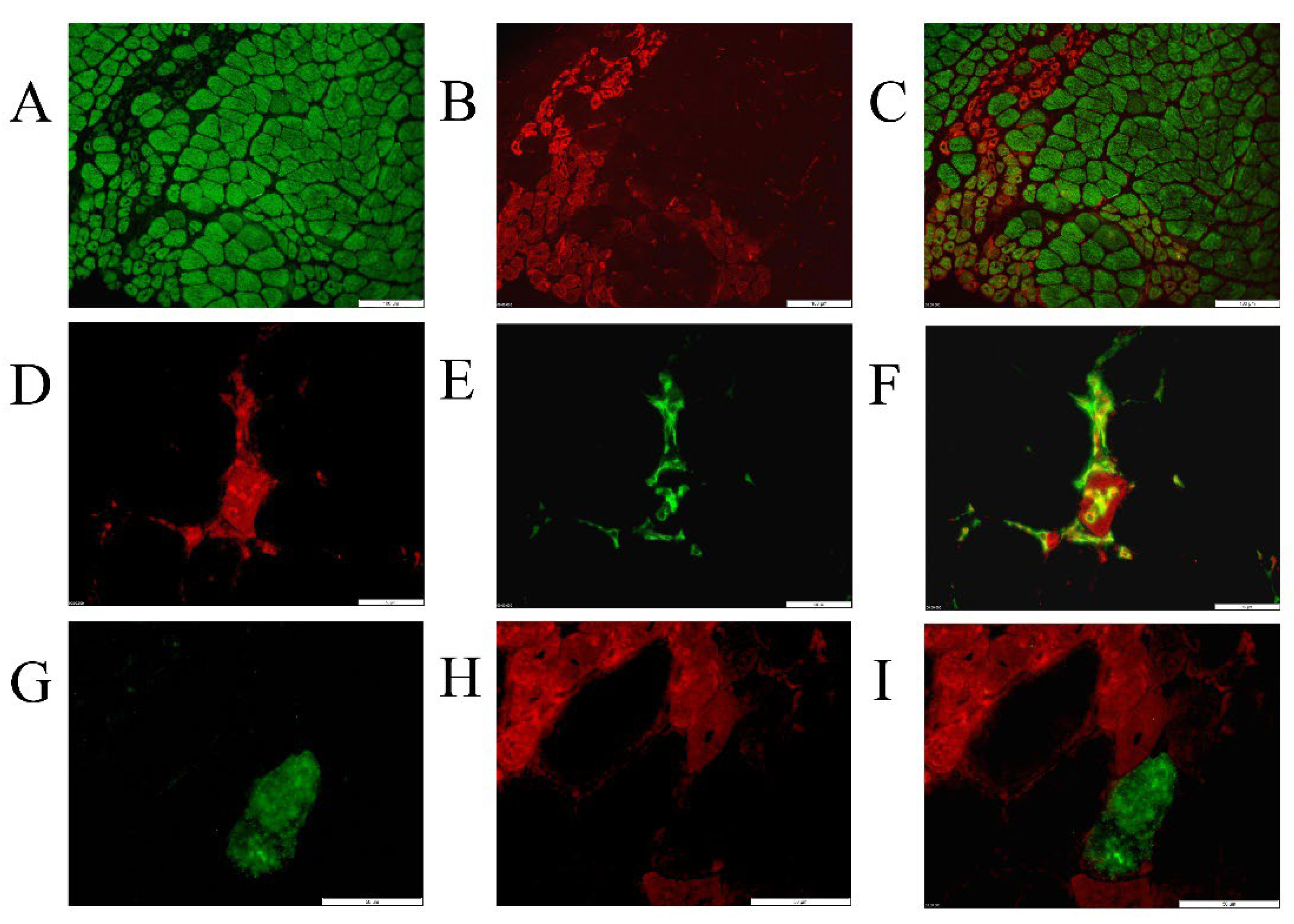 Preprints 109896 g002