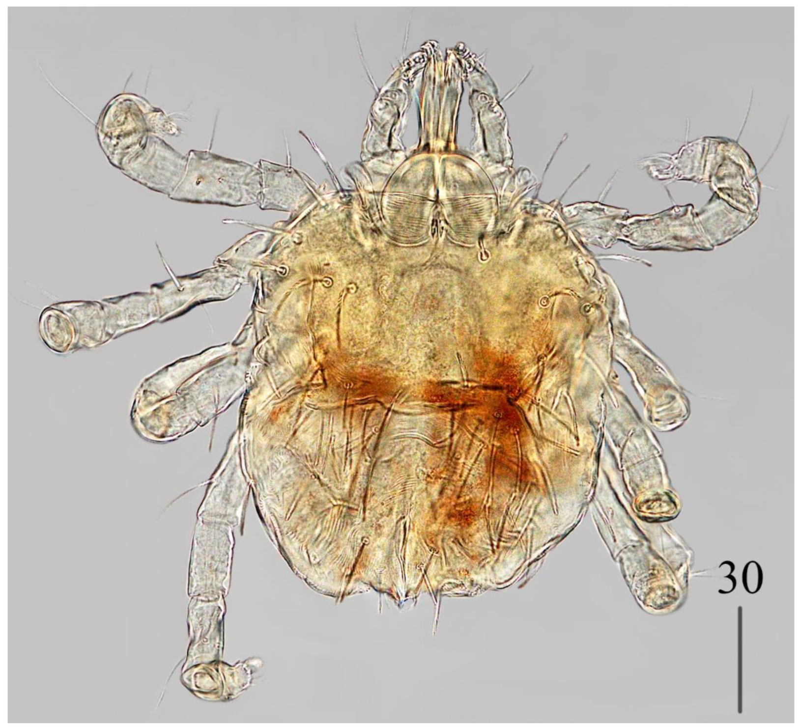 Preprints 180859 g005
