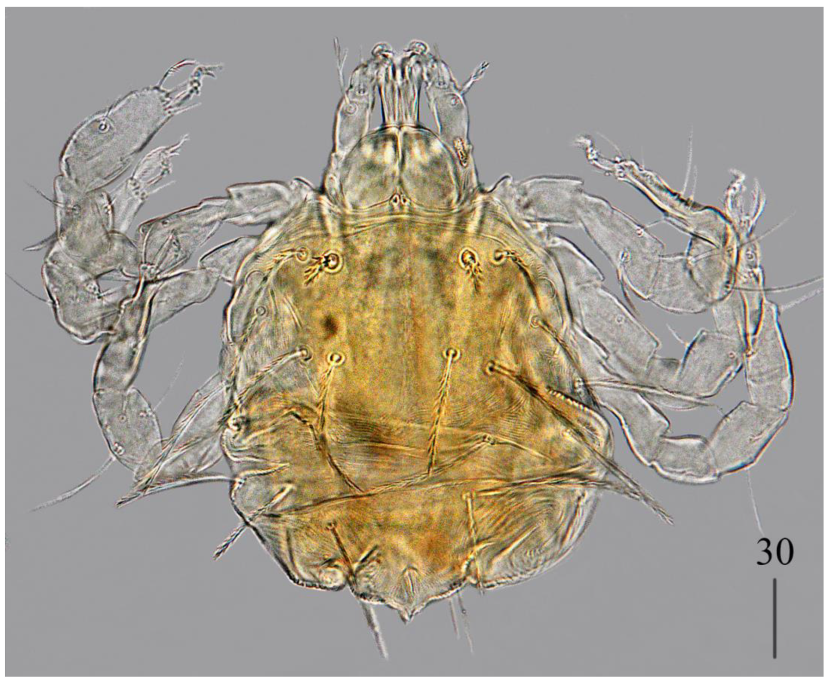 Preprints 180859 g006