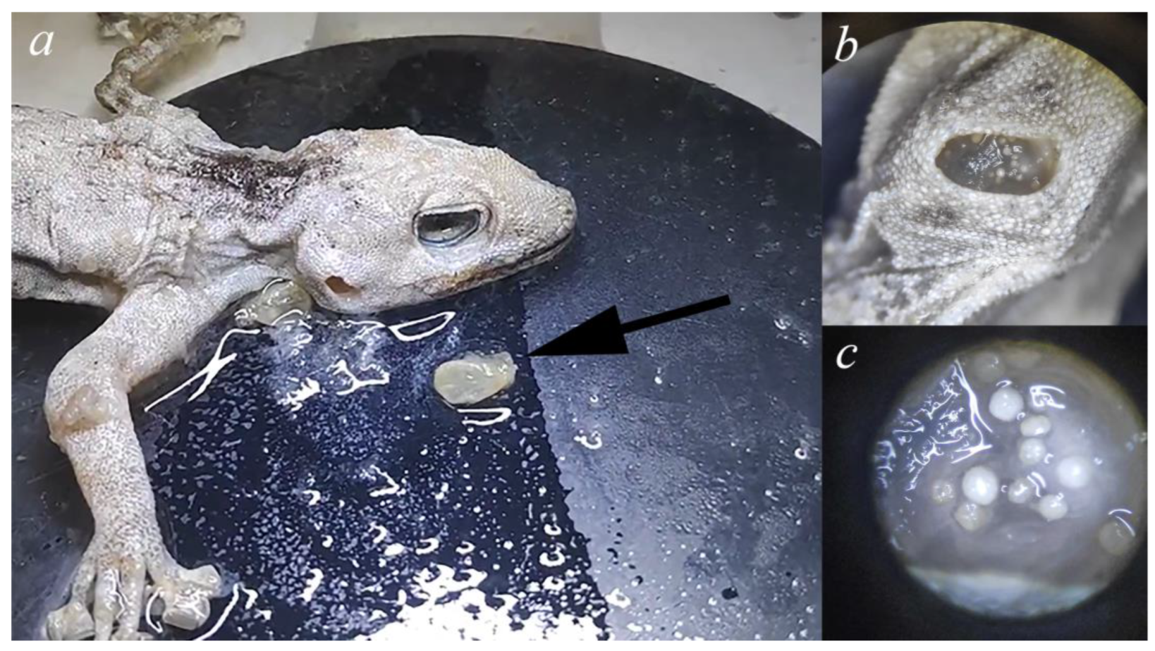 Preprints 180859 g014