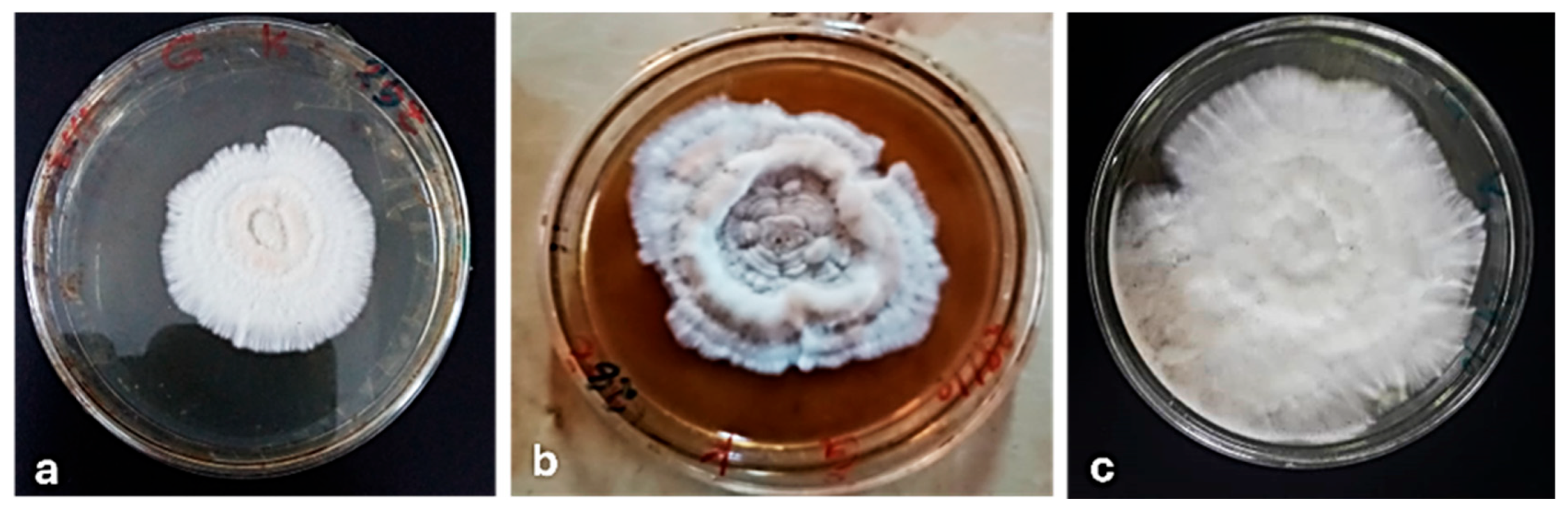 Preprints 237236 g003