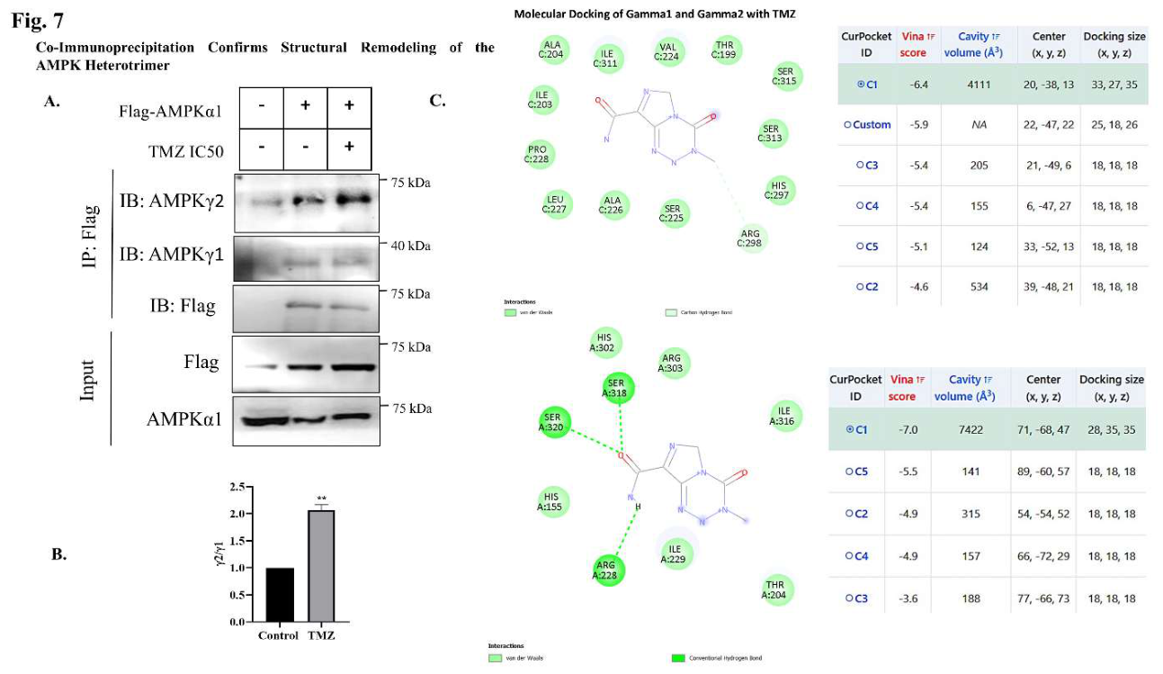 AMPK γ-Subunit Isoform Switching Governs Temozolomide Resistance