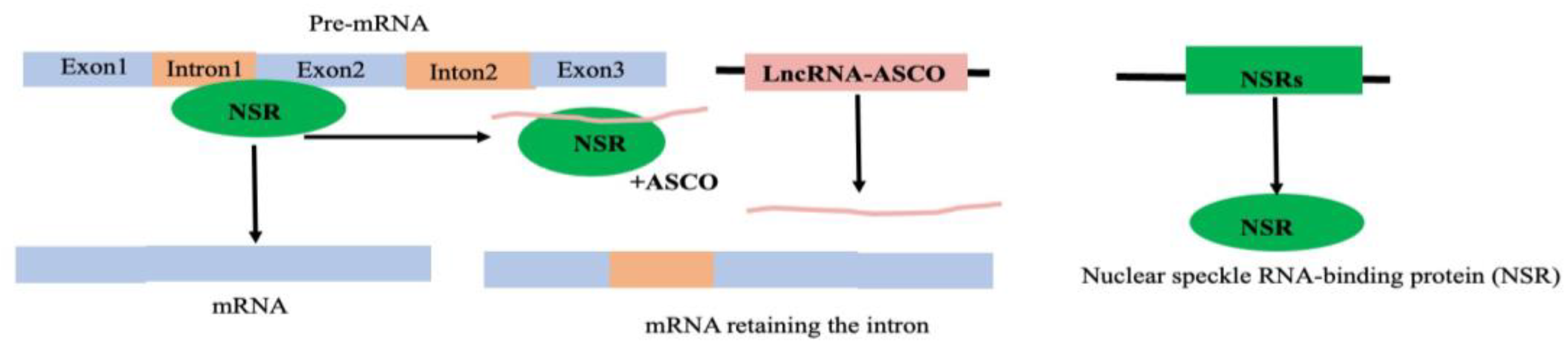 Preprints 161351 g011