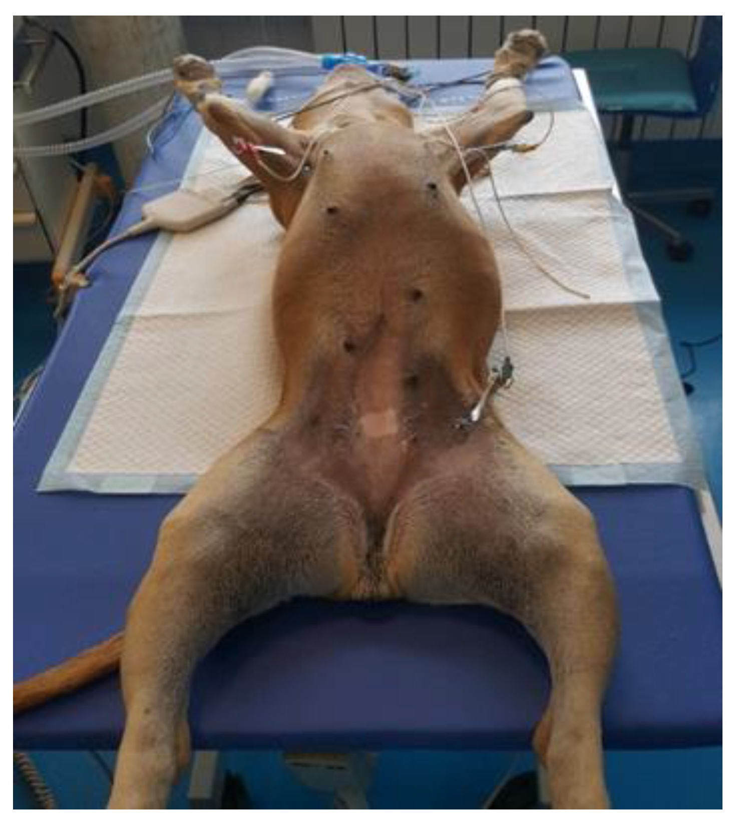 Preprints 145655 g003