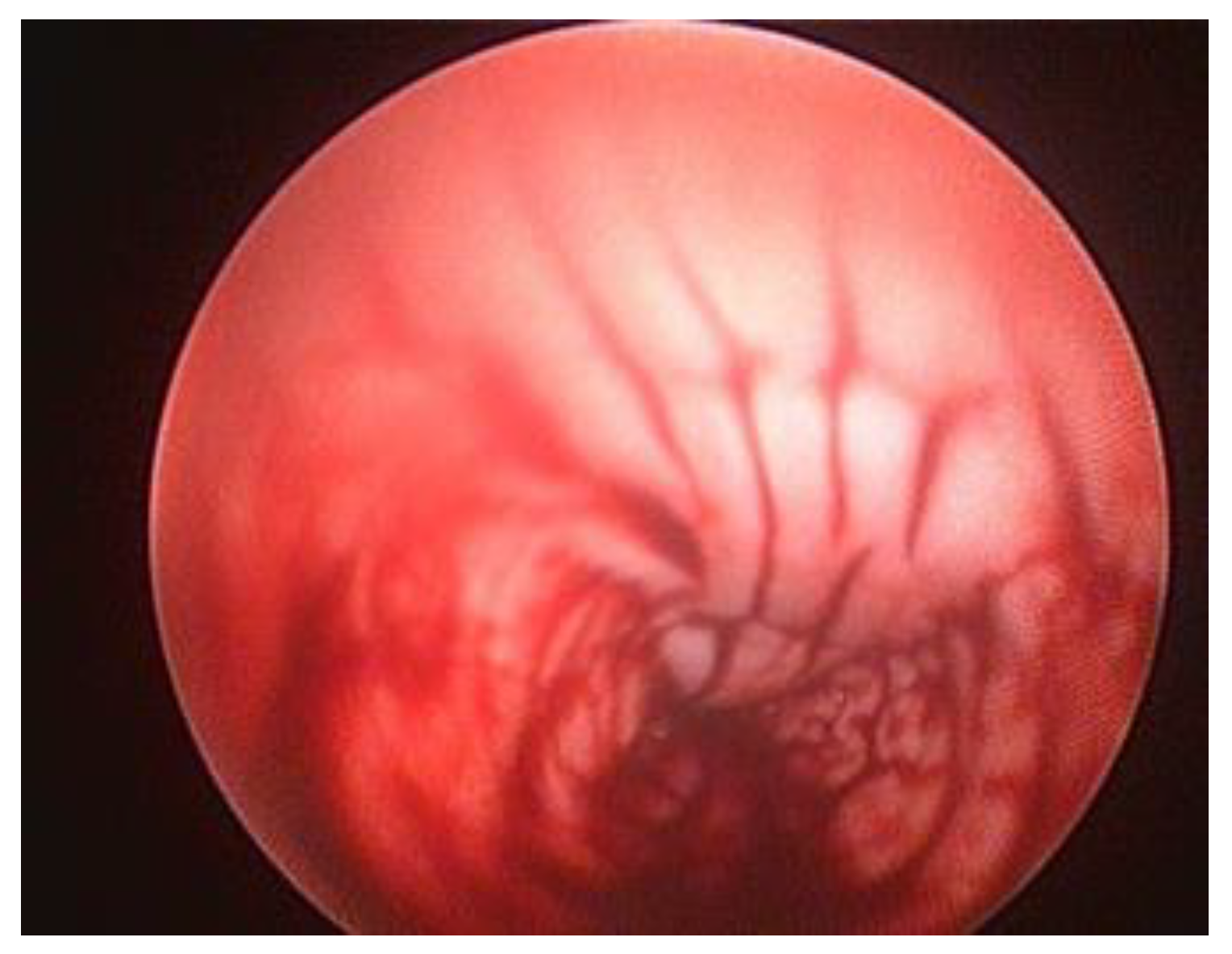 Preprints 145655 g008