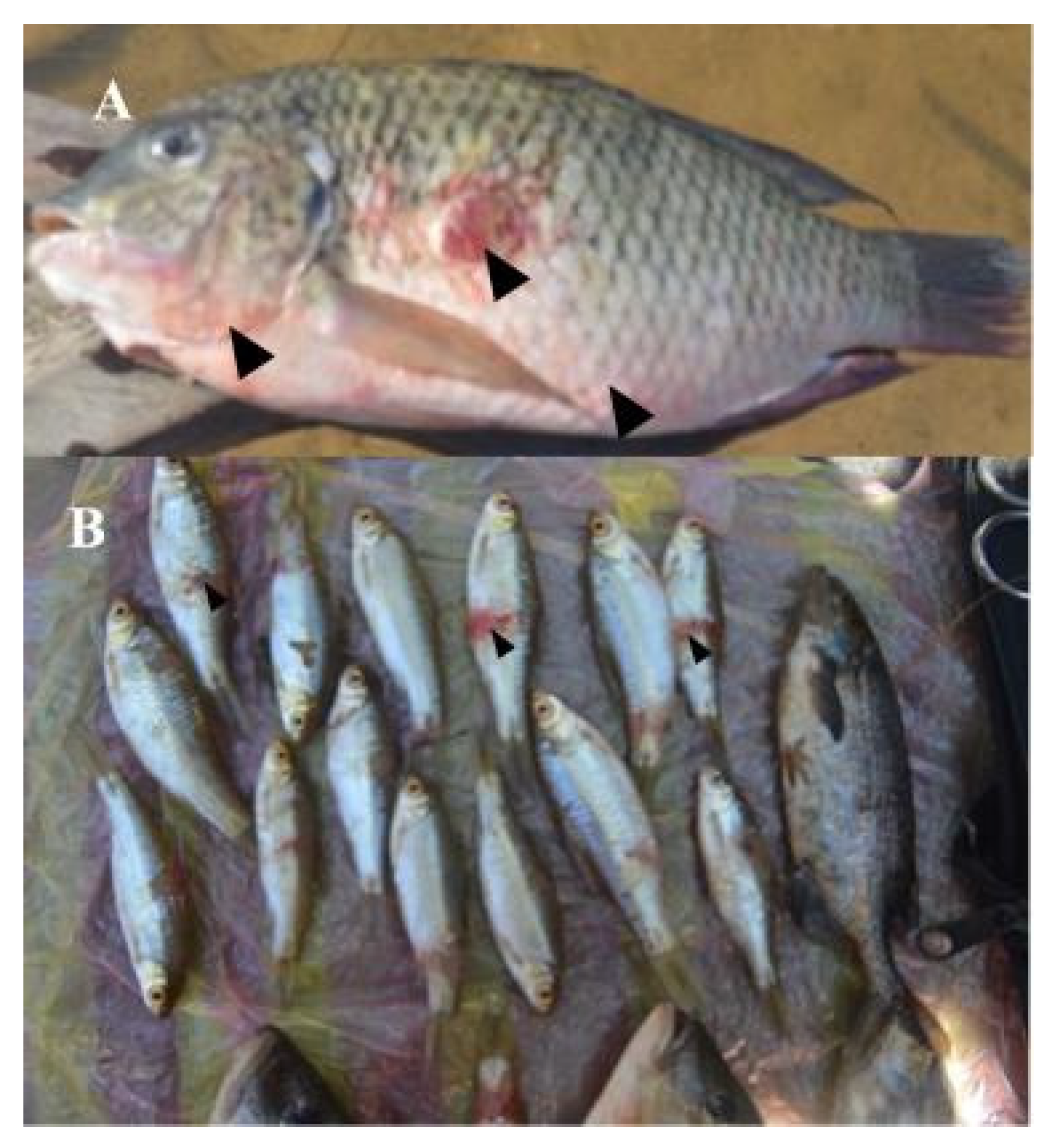 Preprints 154716 g003