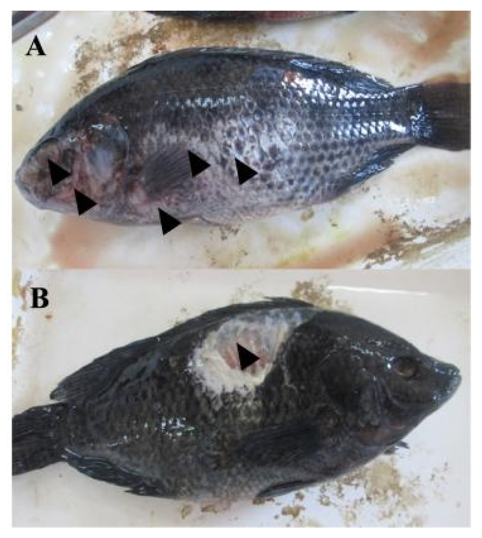 Preprints 154716 g004