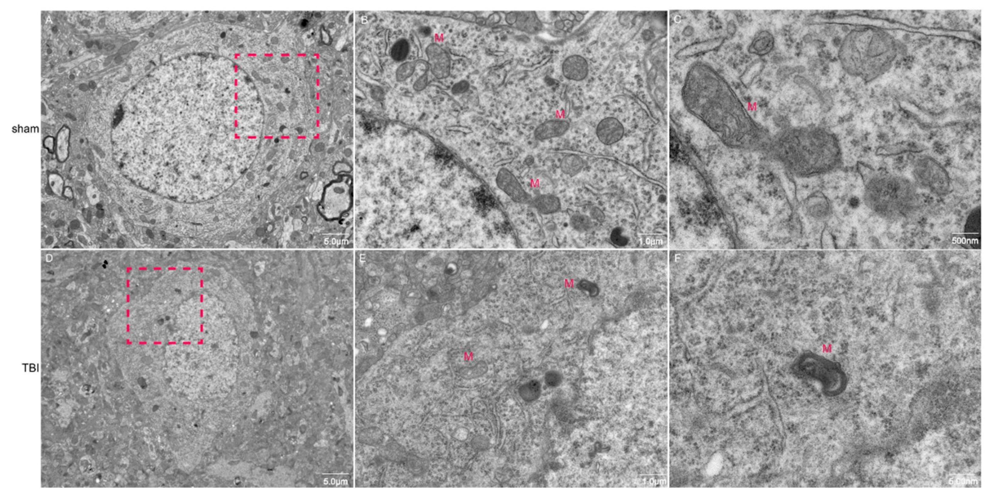Preprints 162508 g002