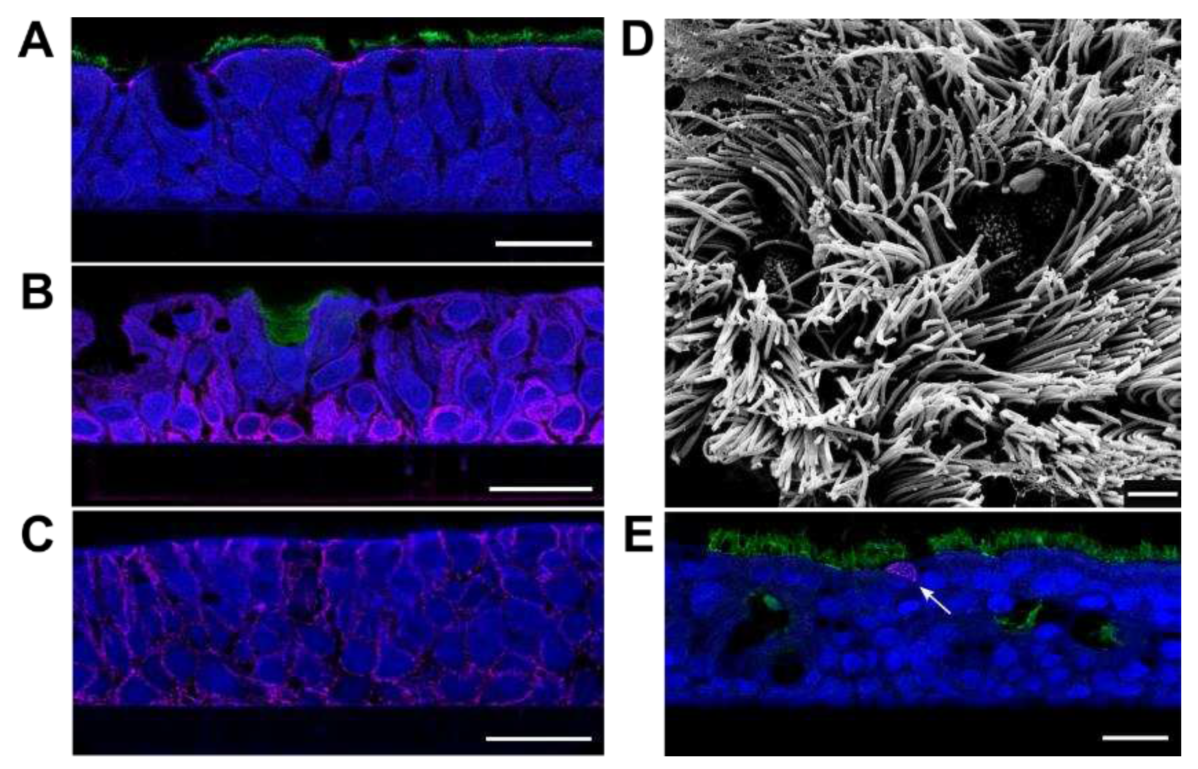 Preprints 69750 g001