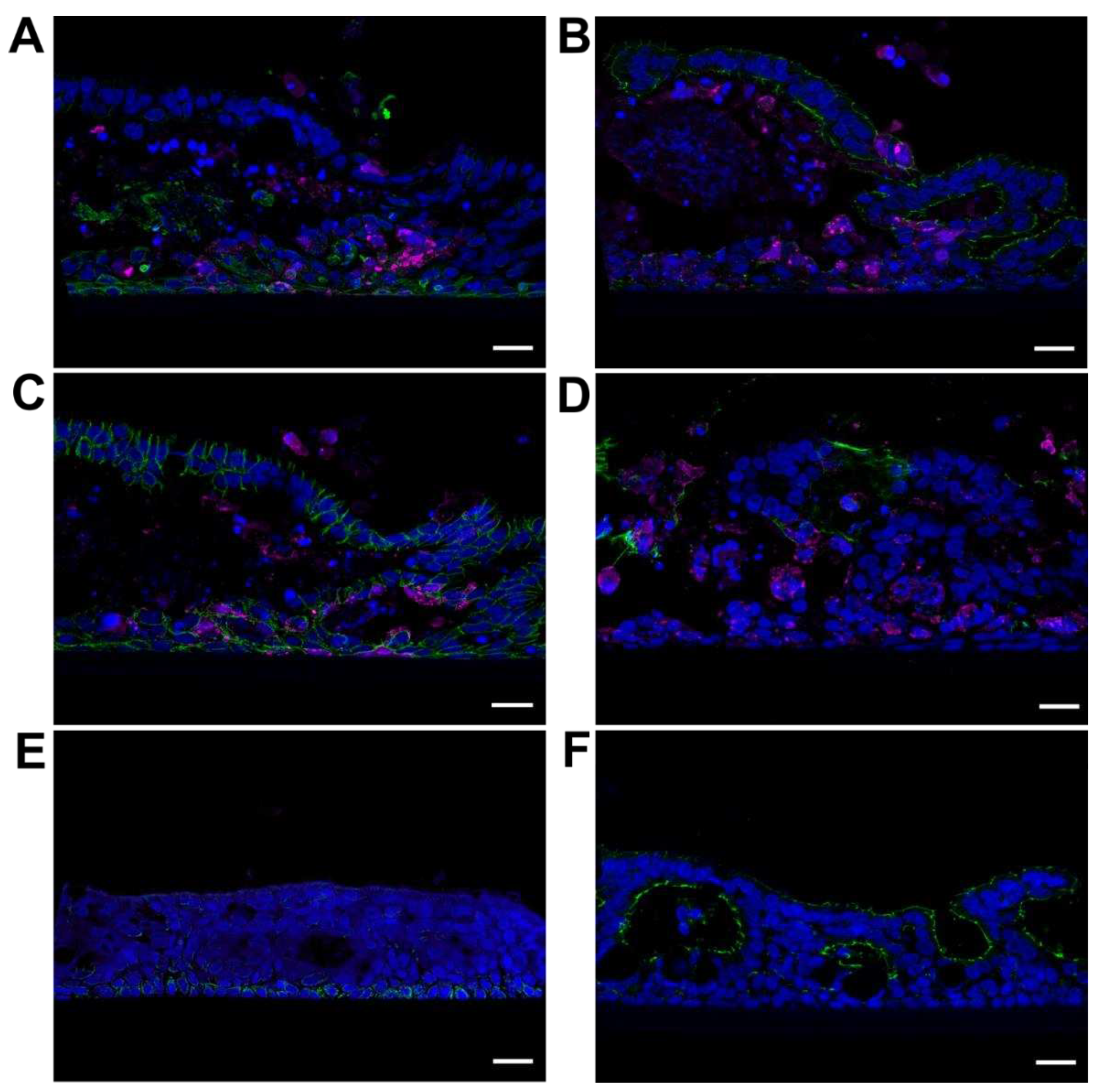 Preprints 69750 g004