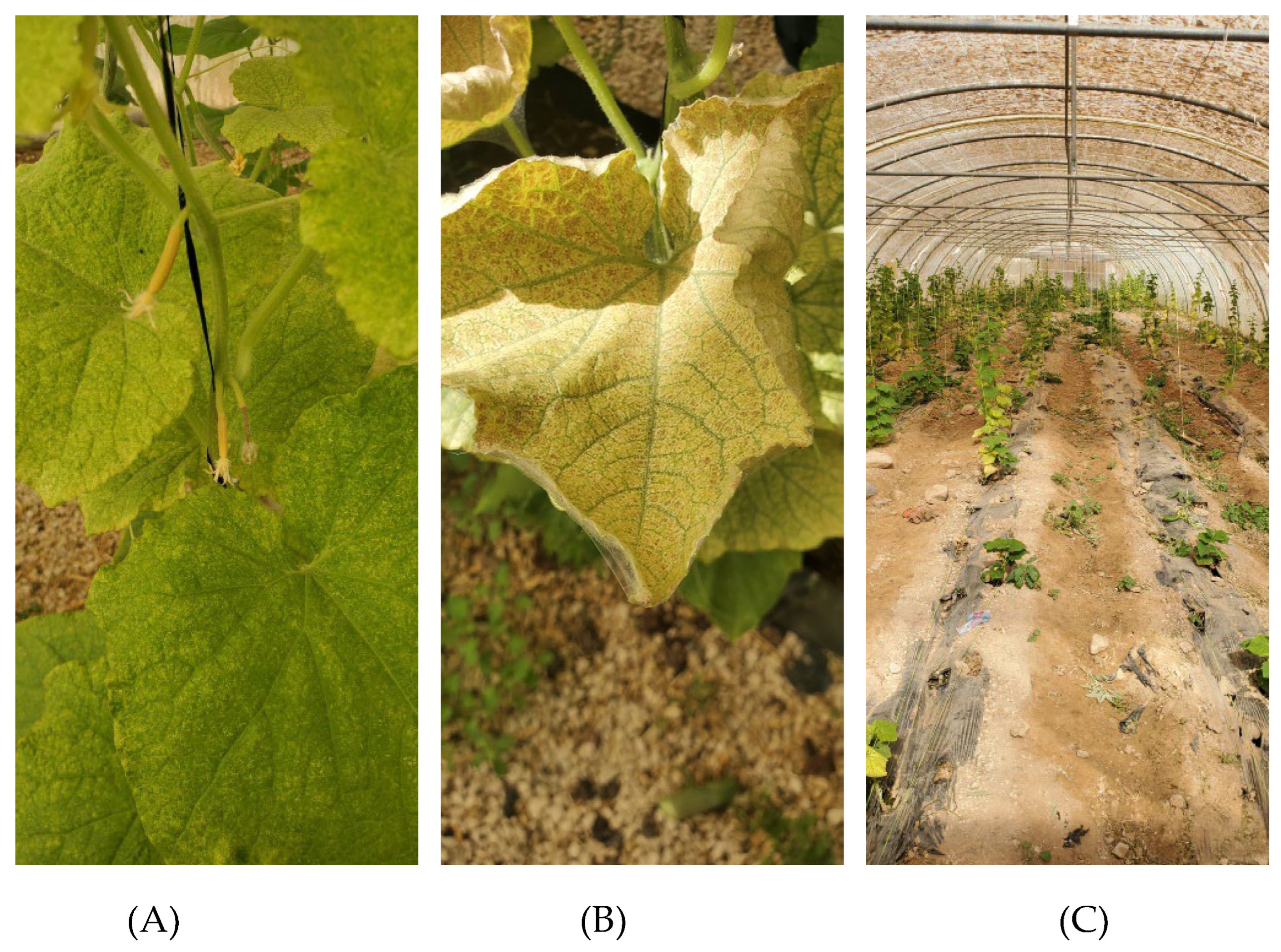 Preprints 155217 g003