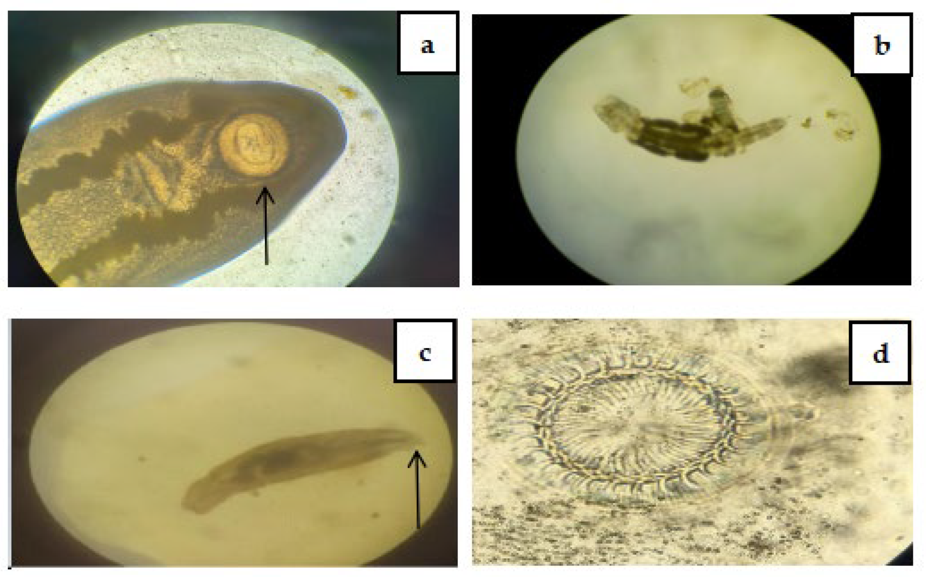 Preprints 149369 g002
