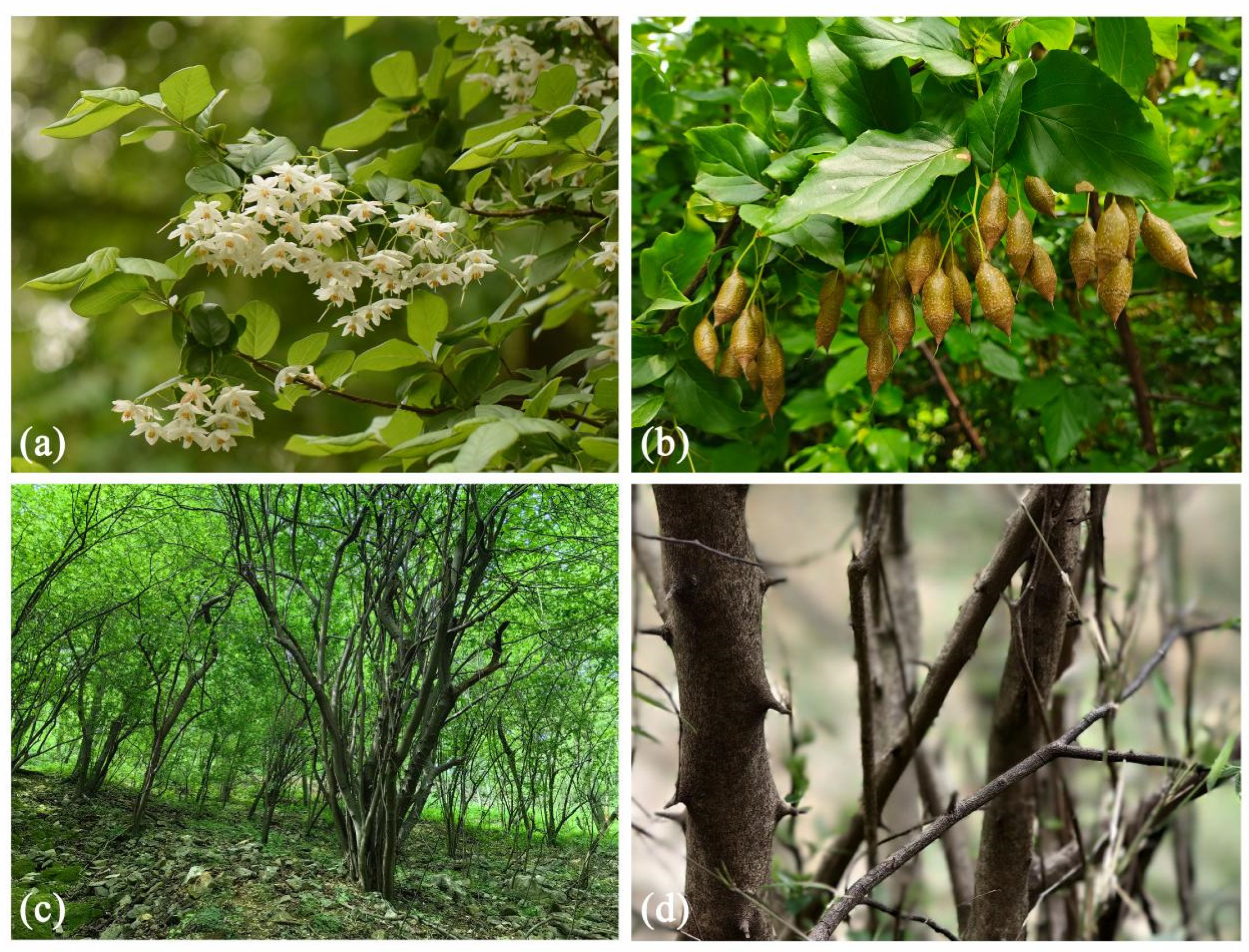 Preprints 148777 g001