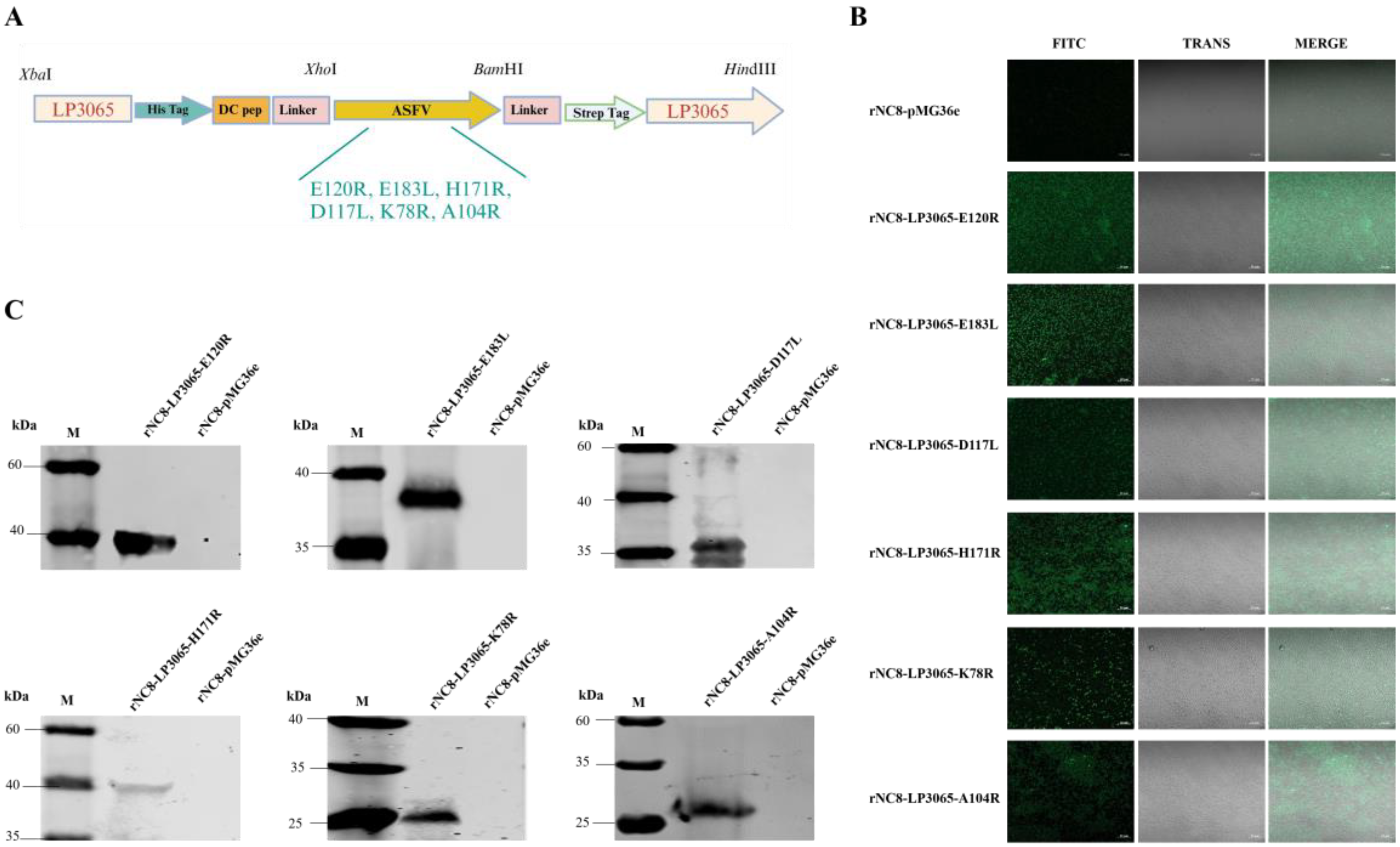 Preprints 160447 g002