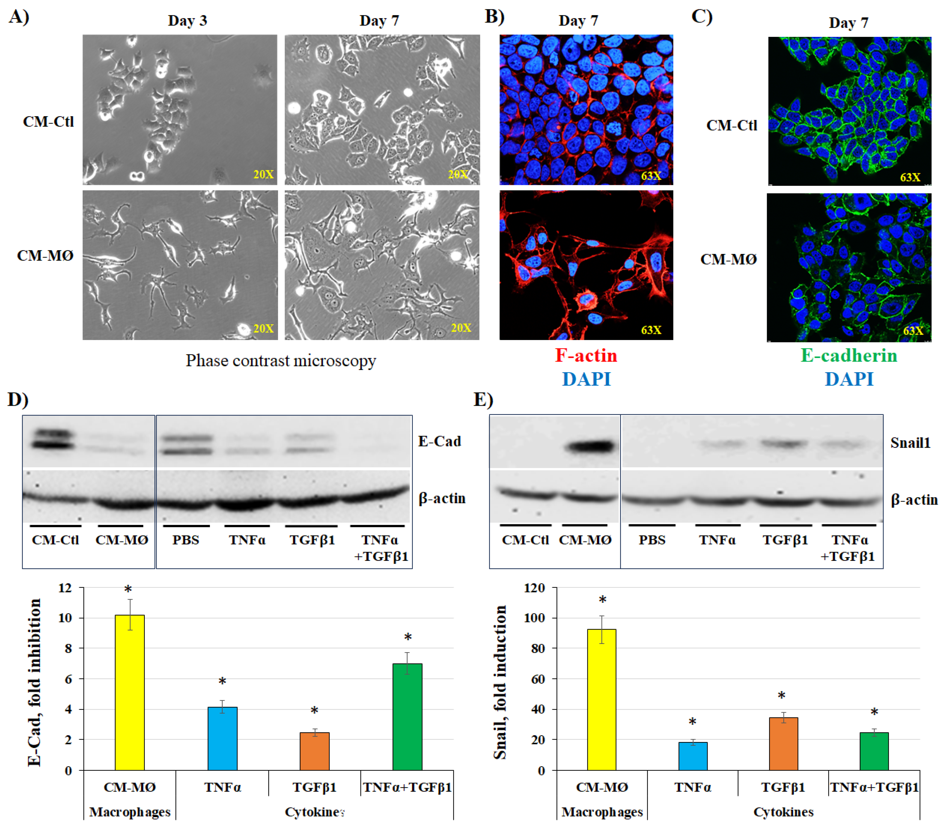 Preprints 166267 g002