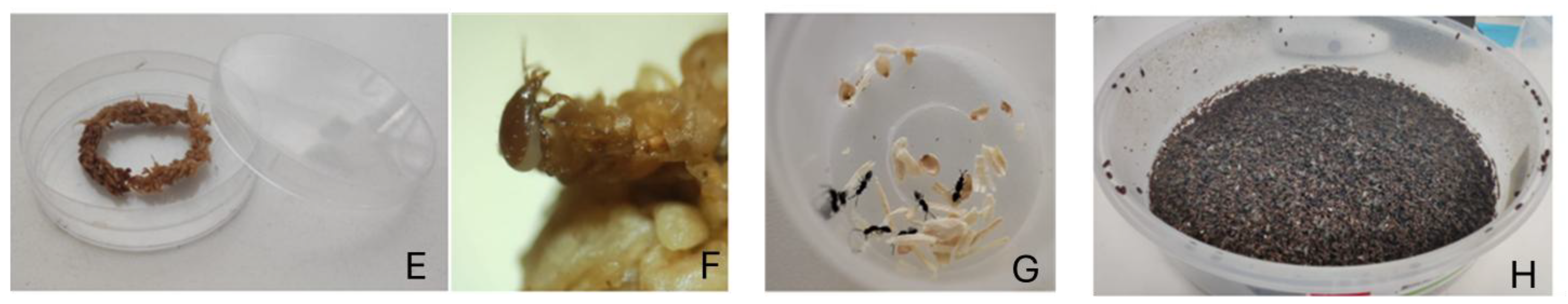 Preprints 178907 g002