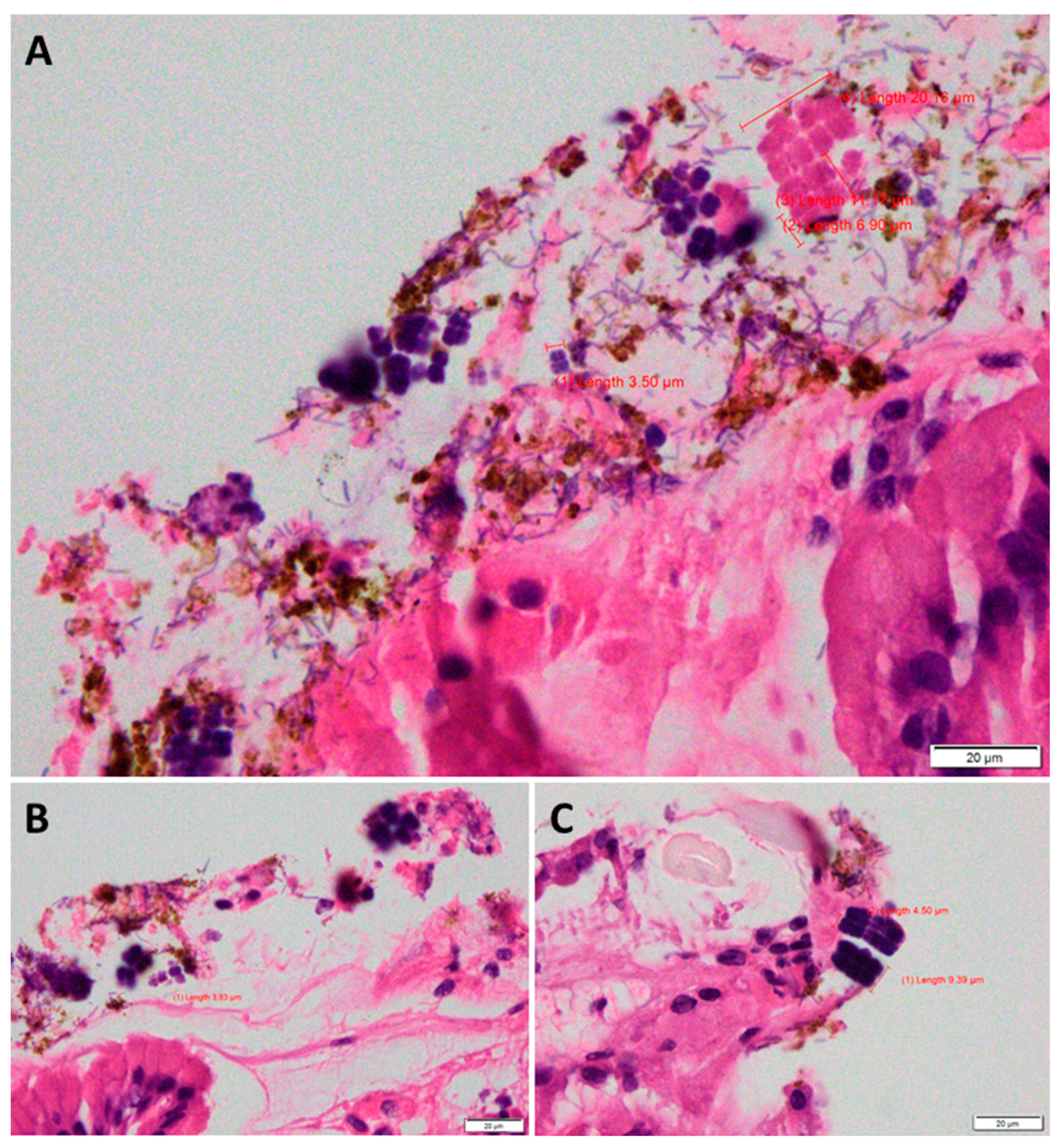 Preprints 78911 g001