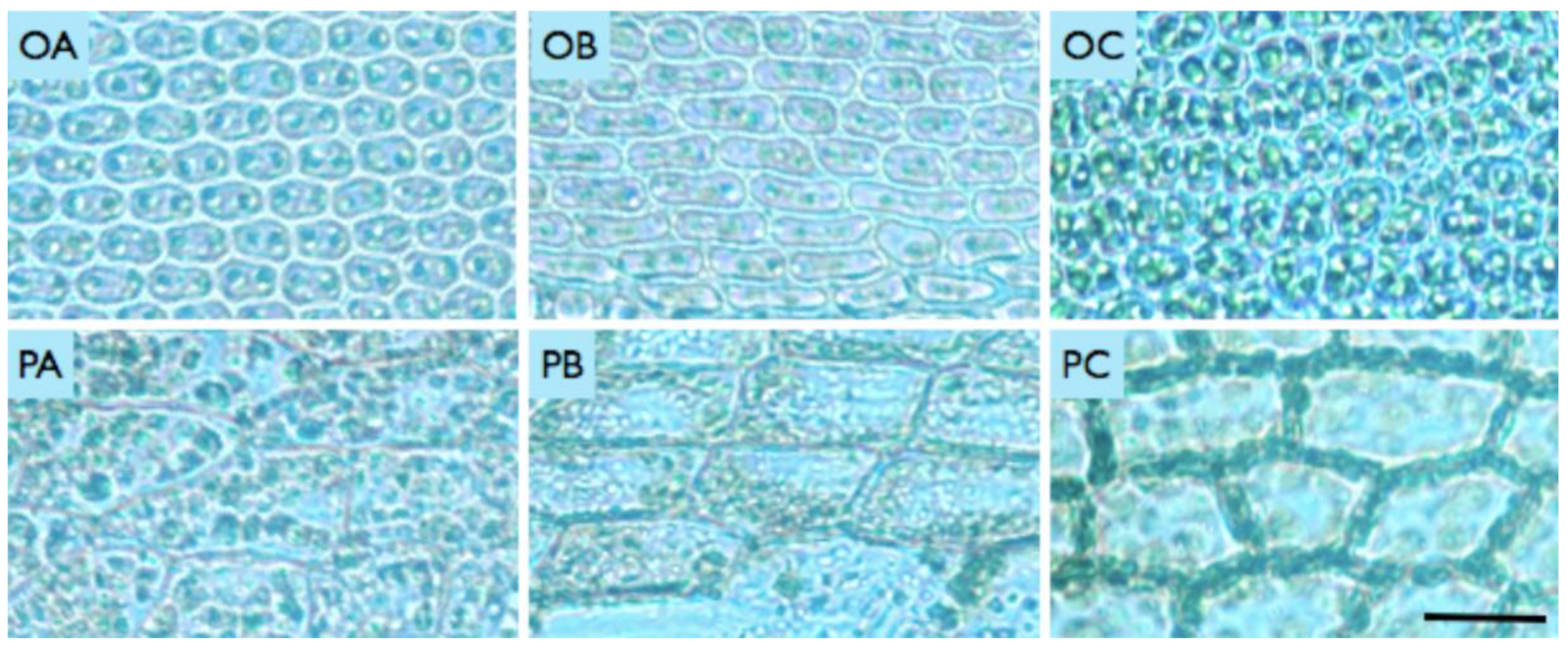 Preprints 148545 g003
