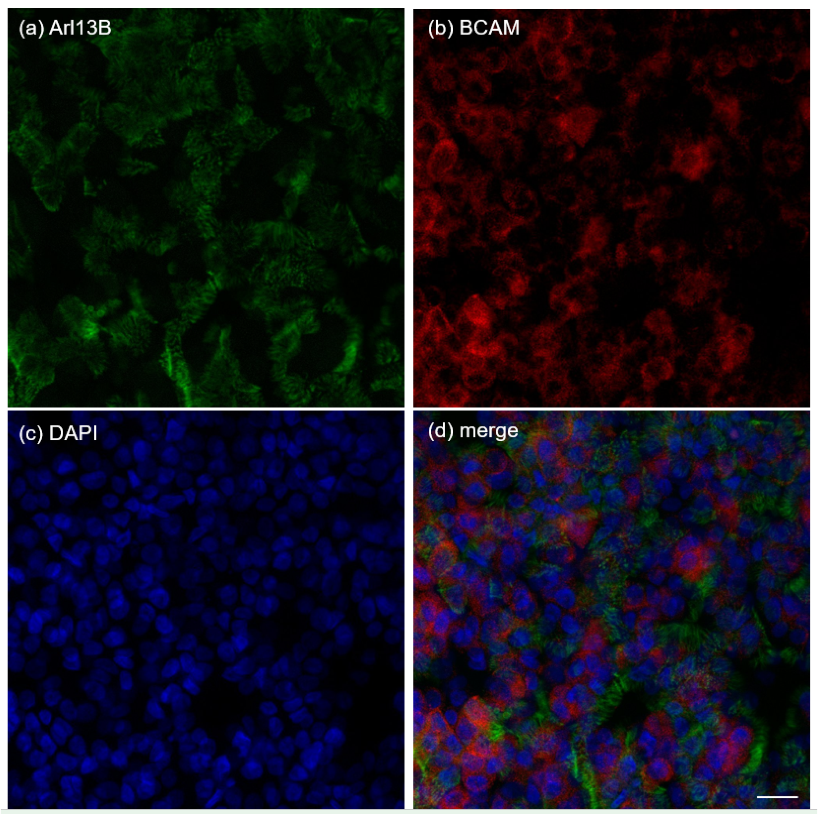 Preprints 213943 g003 Preprints 213943 g003
