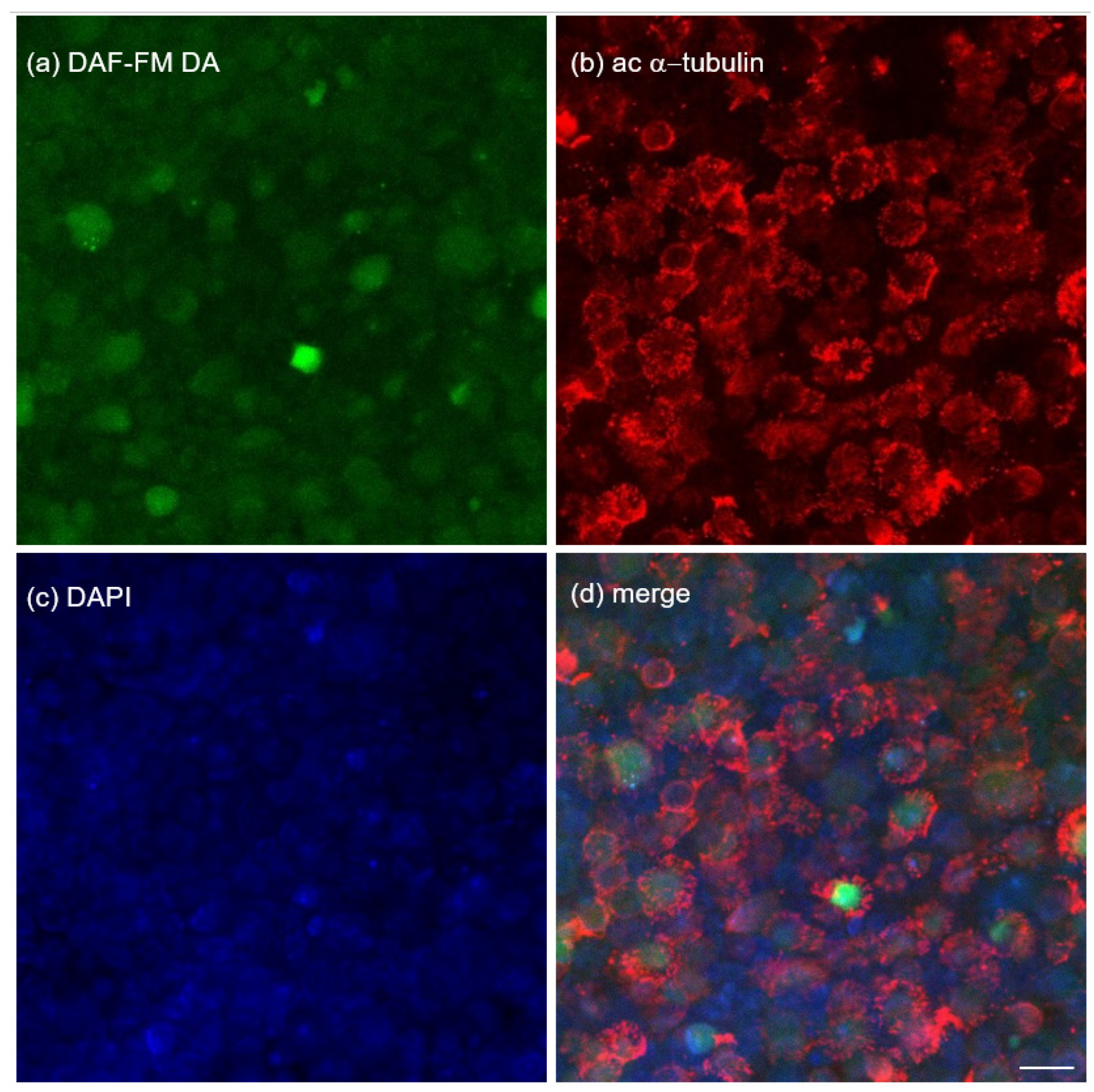Preprints 213943 g005 Preprints 213943 g005