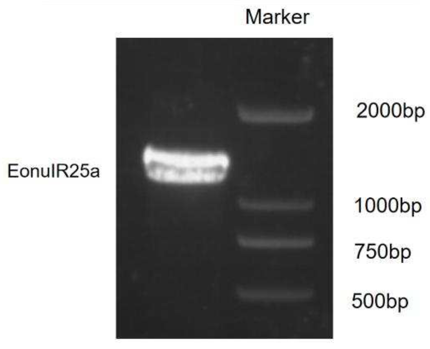 Preprints 72684 g001