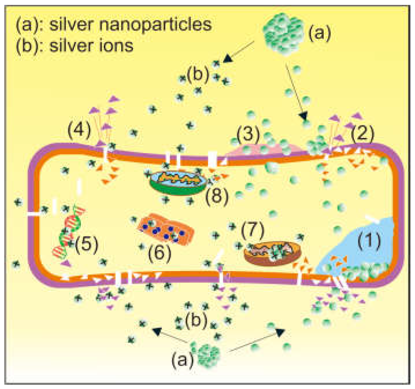 Preprints 142543 g001