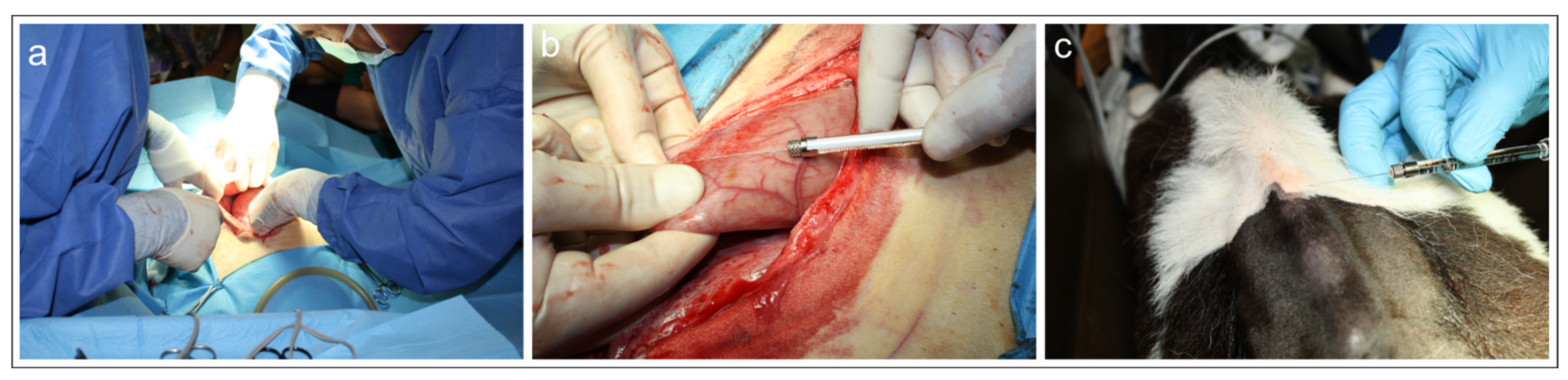 Preprints 155912 g001