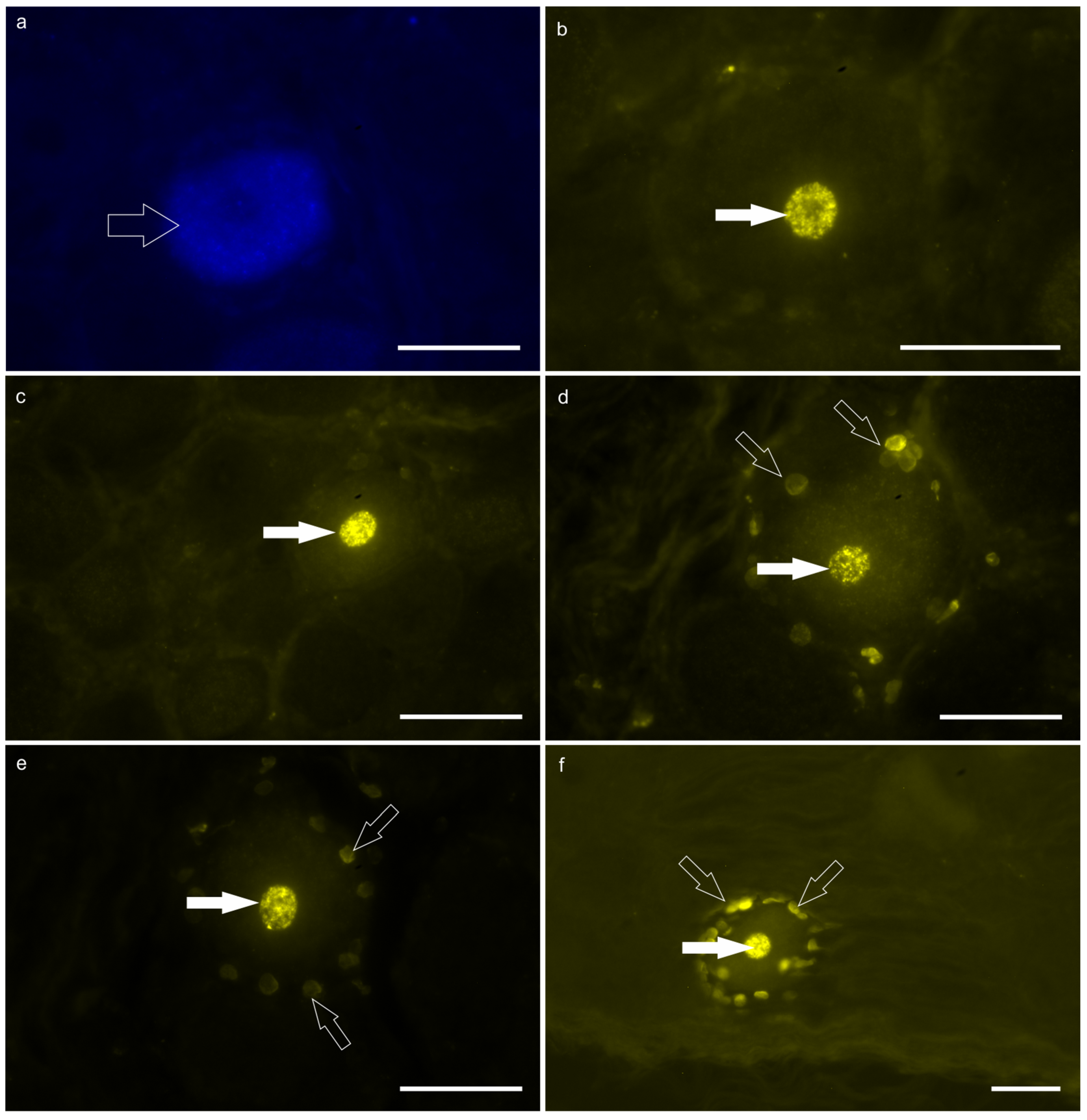 Preprints 155912 g002