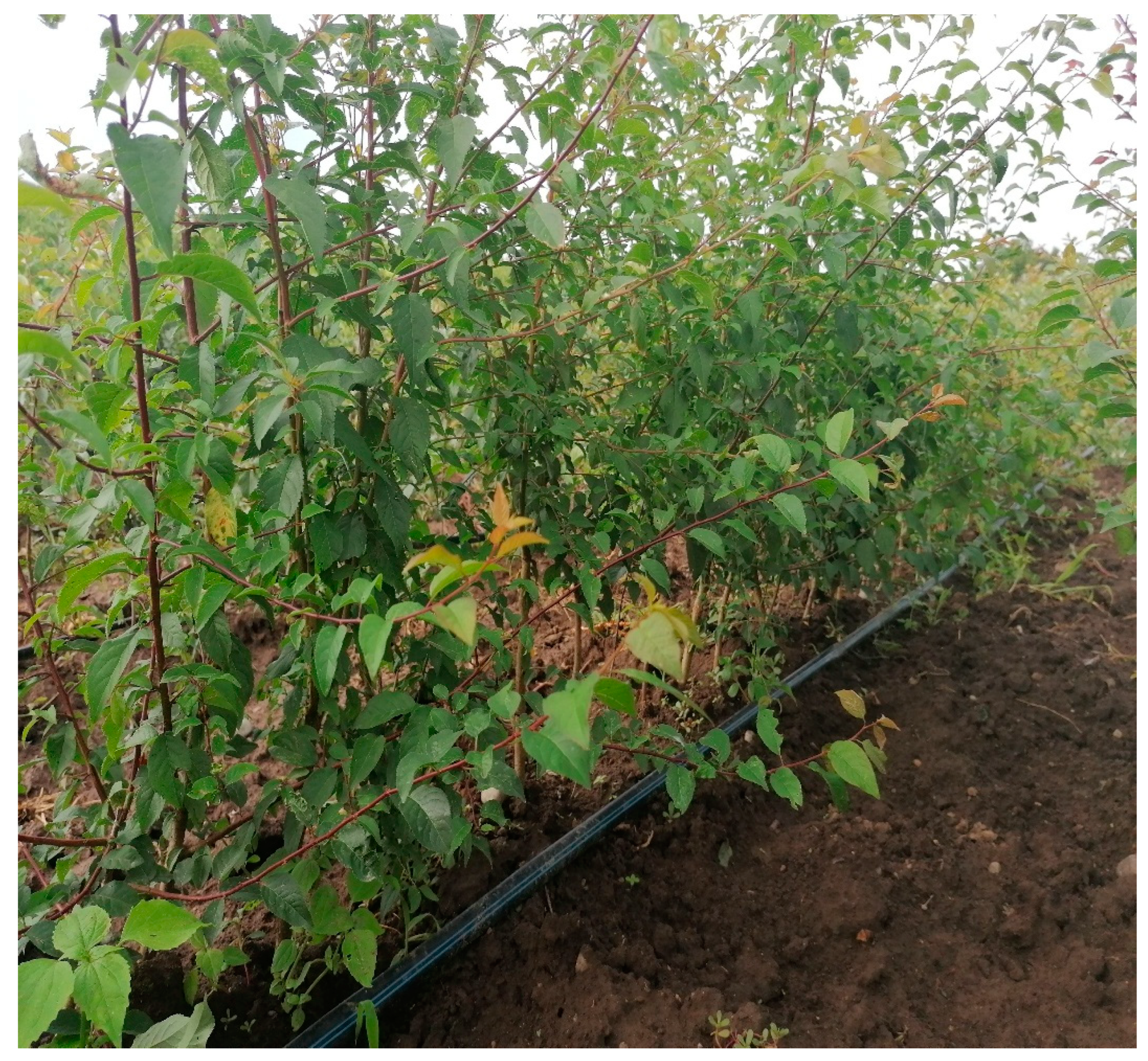 Preprints 153440 g001