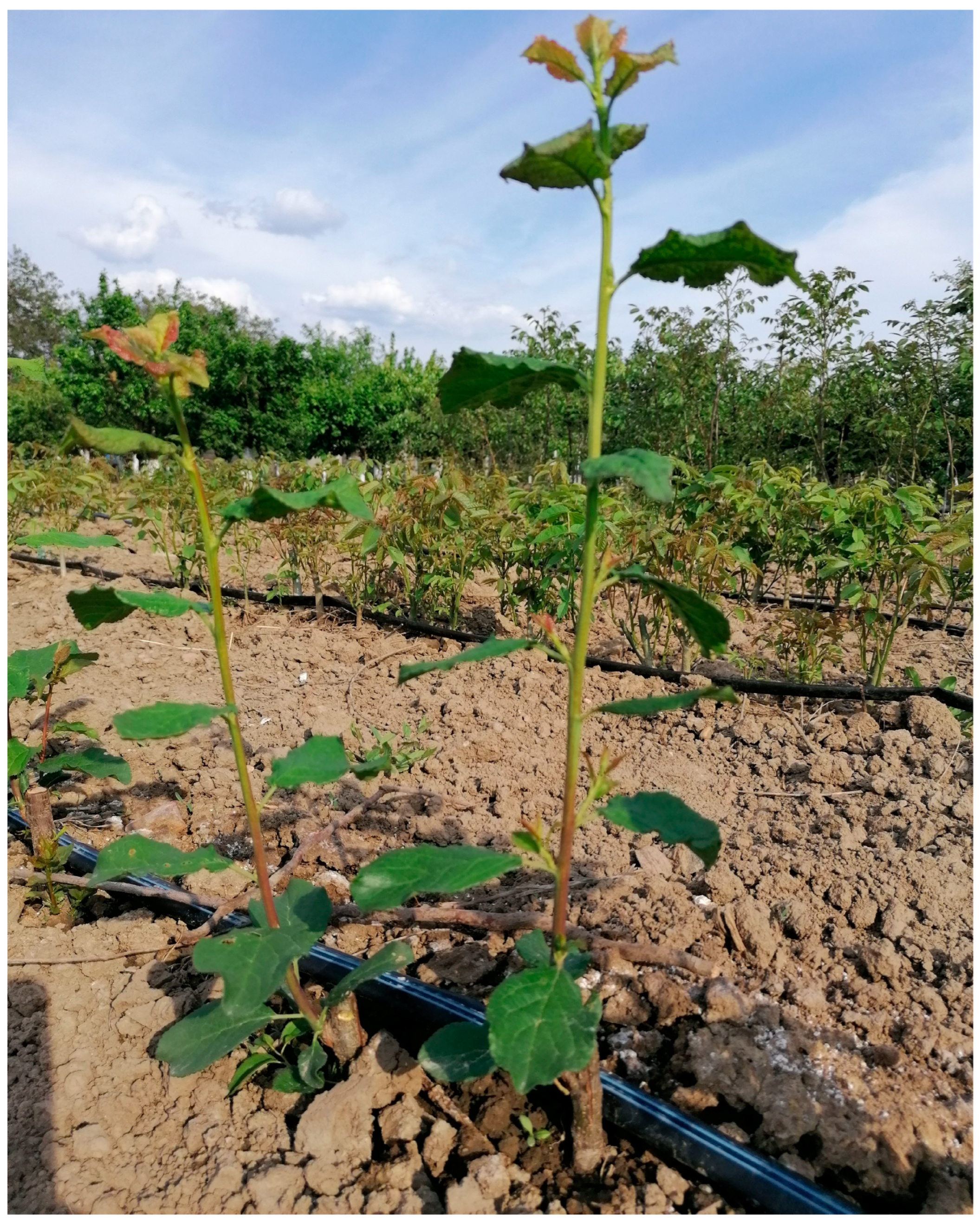 Preprints 153440 g002