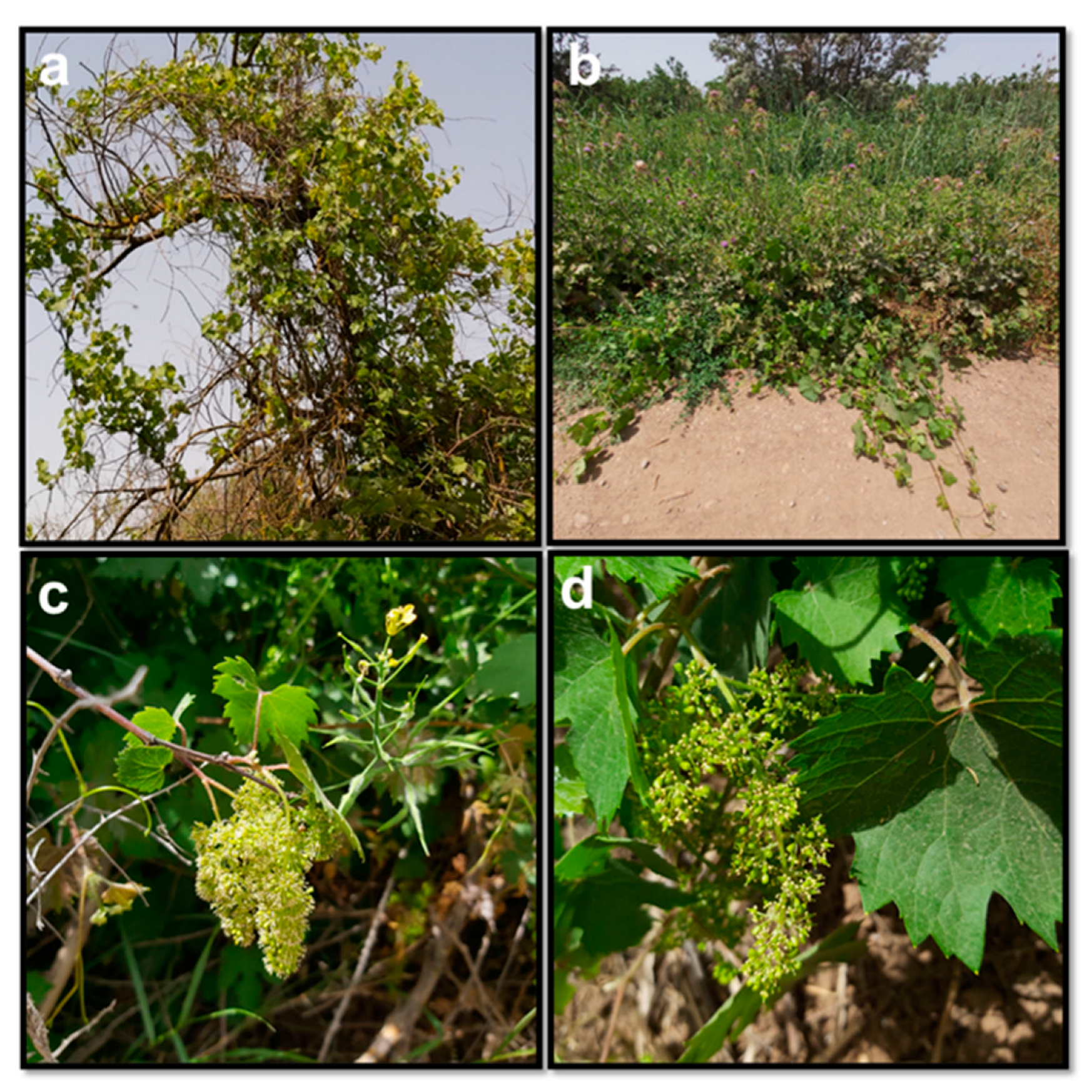 Preprints 81154 g002