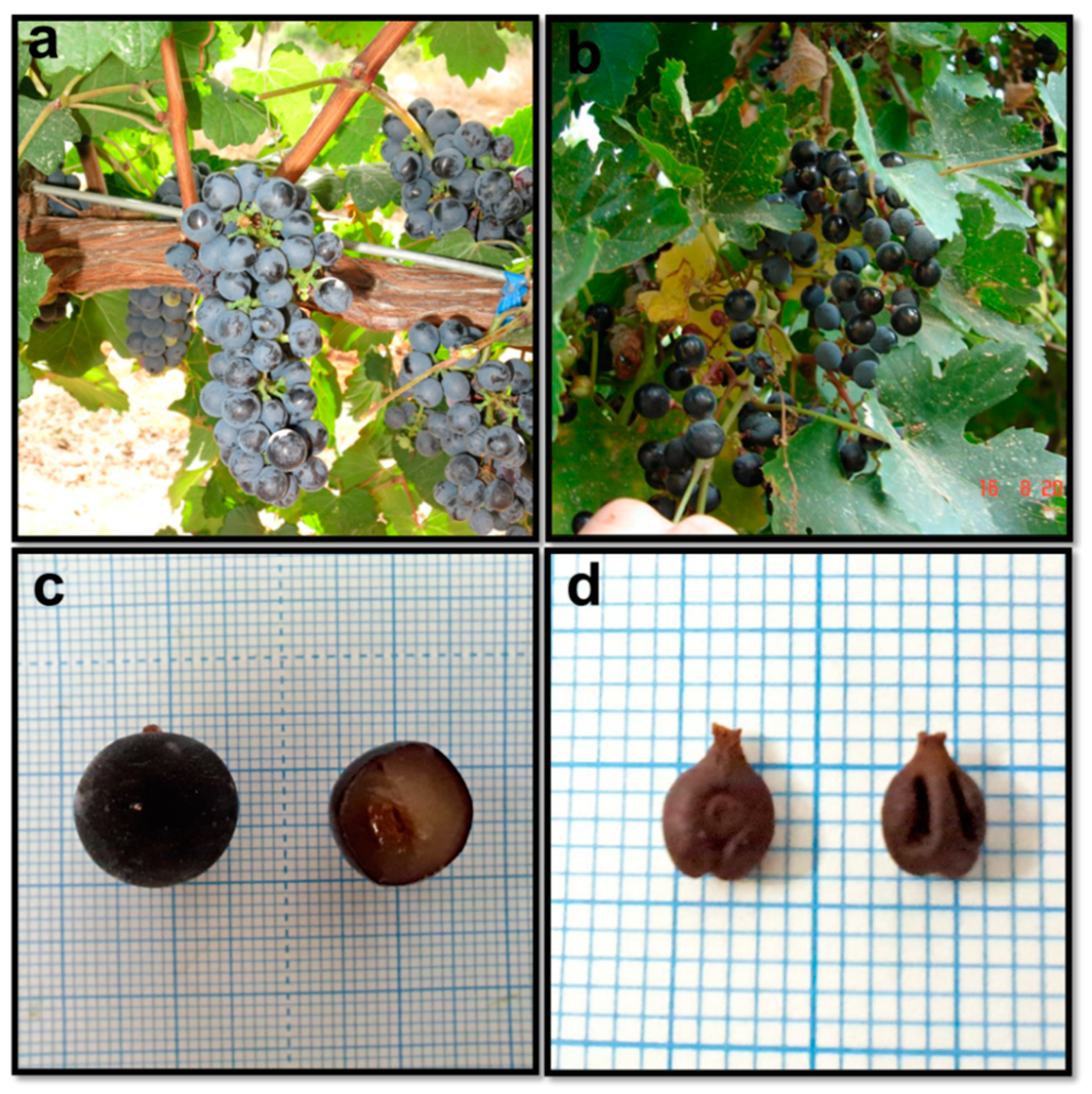 Preprints 81154 g003