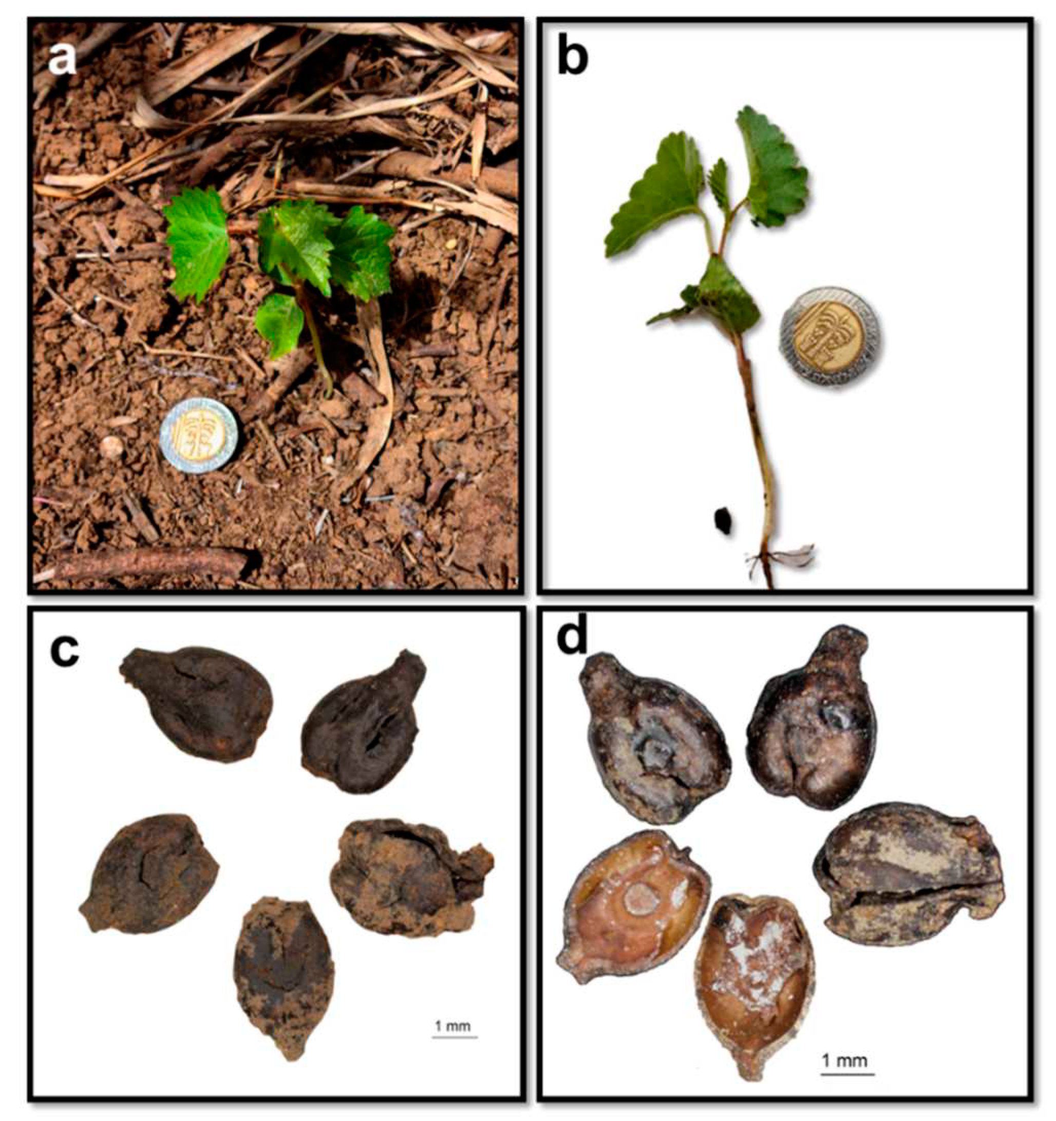 Preprints 81154 g006