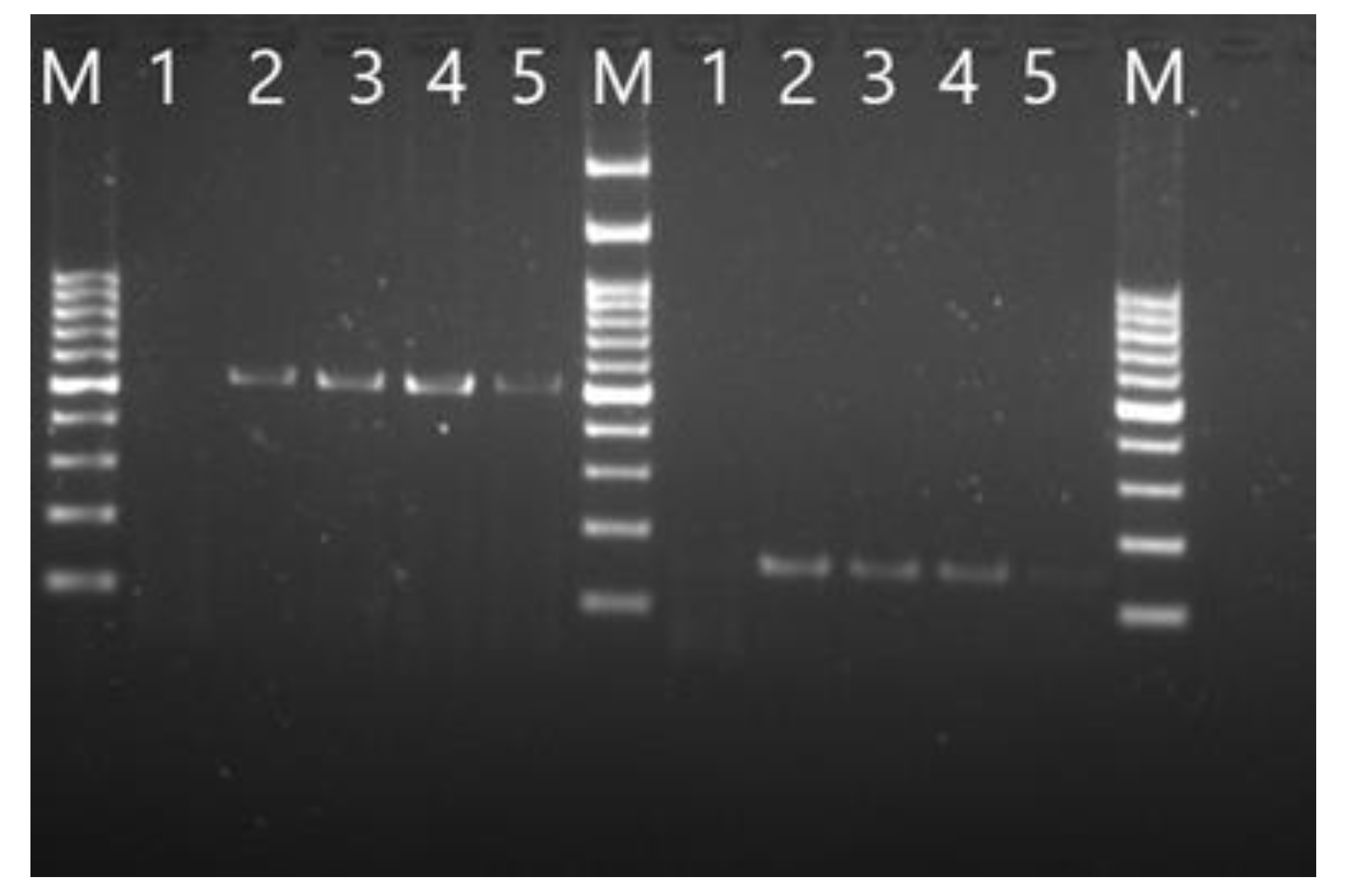 Preprints 186596 g001
