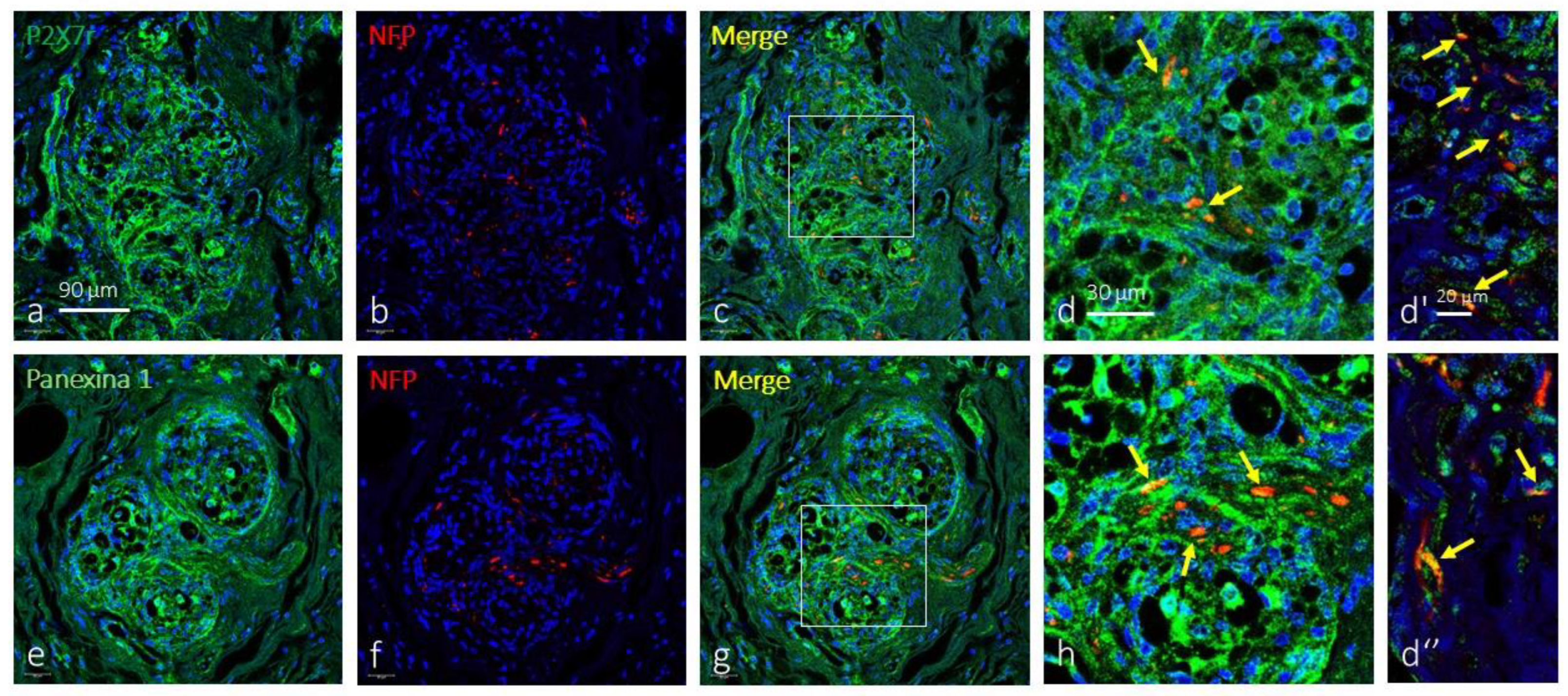 Preprints 177852 g004