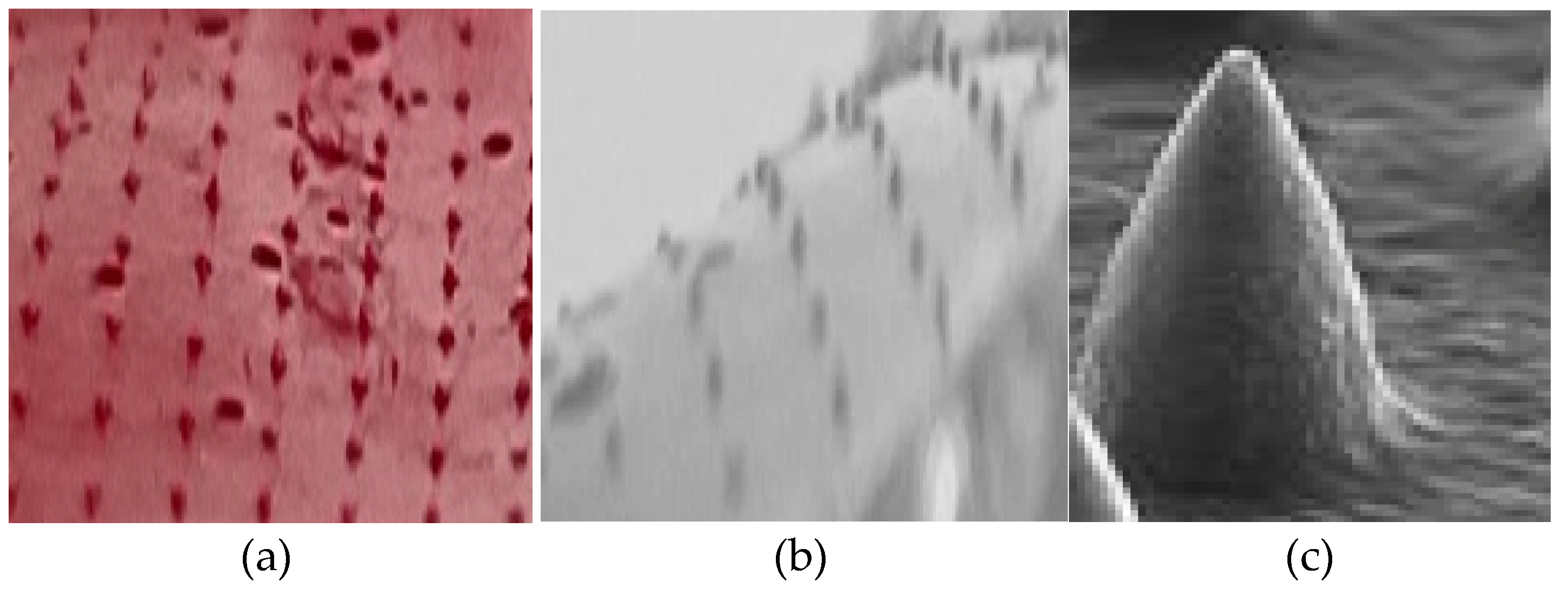 Preprints 208354 g007 Preprints 208354 g007