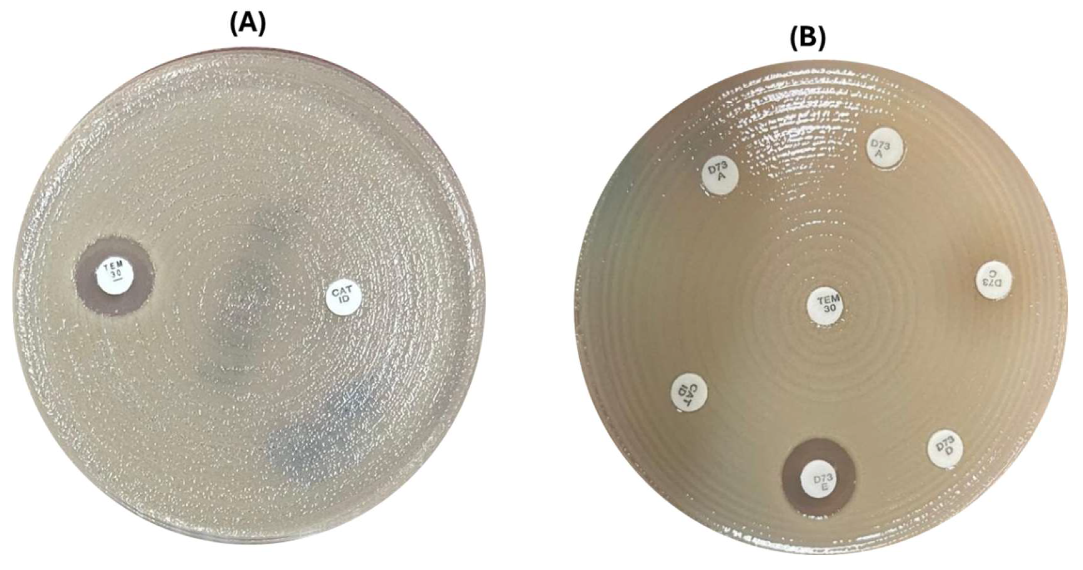 Preprints 146647 g002