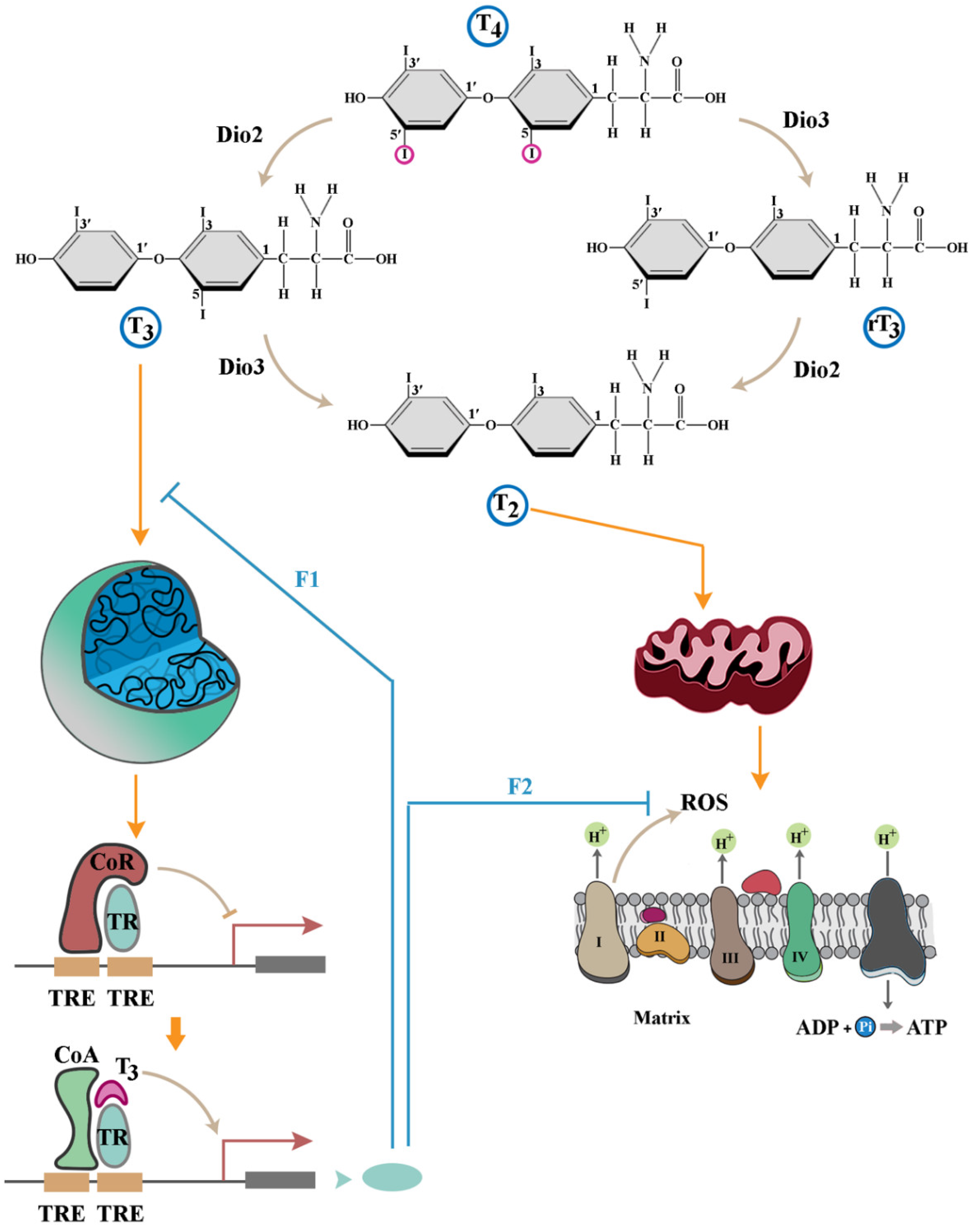 Preprints 145657 g001