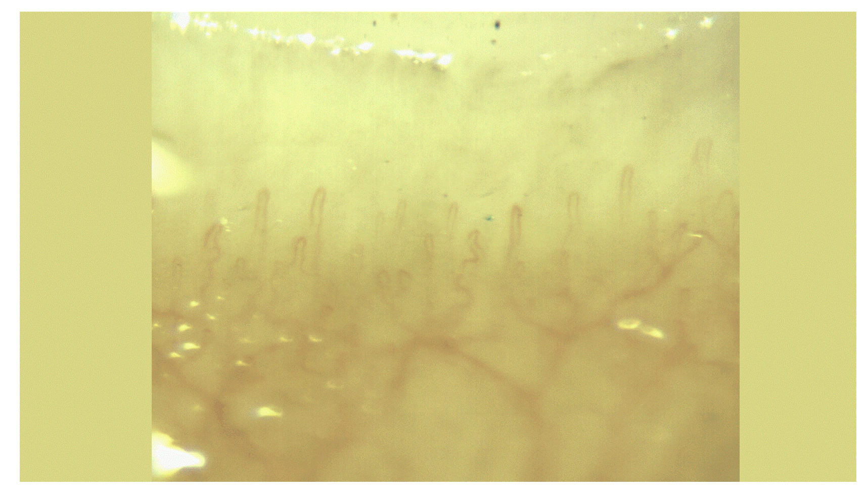 Preprints 145326 g003