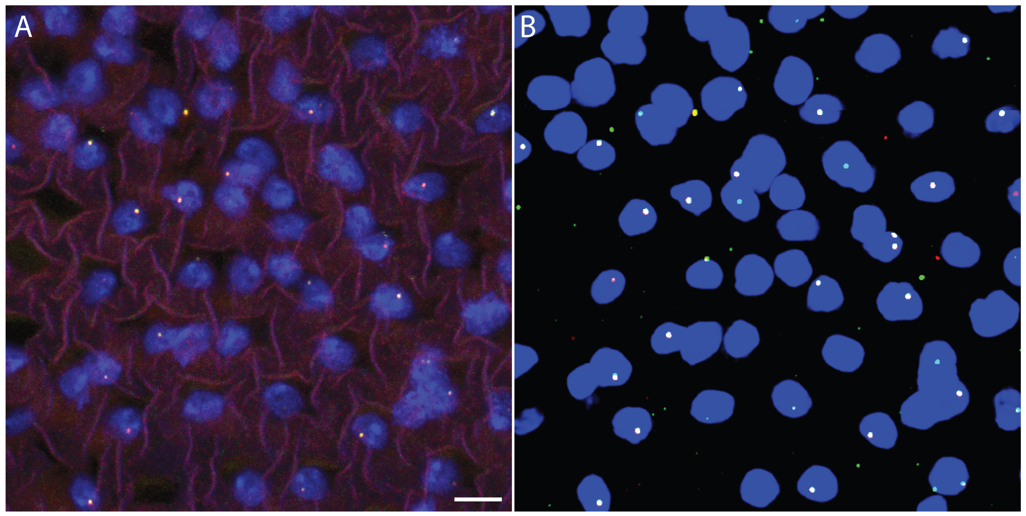 Preprints 196651 g001