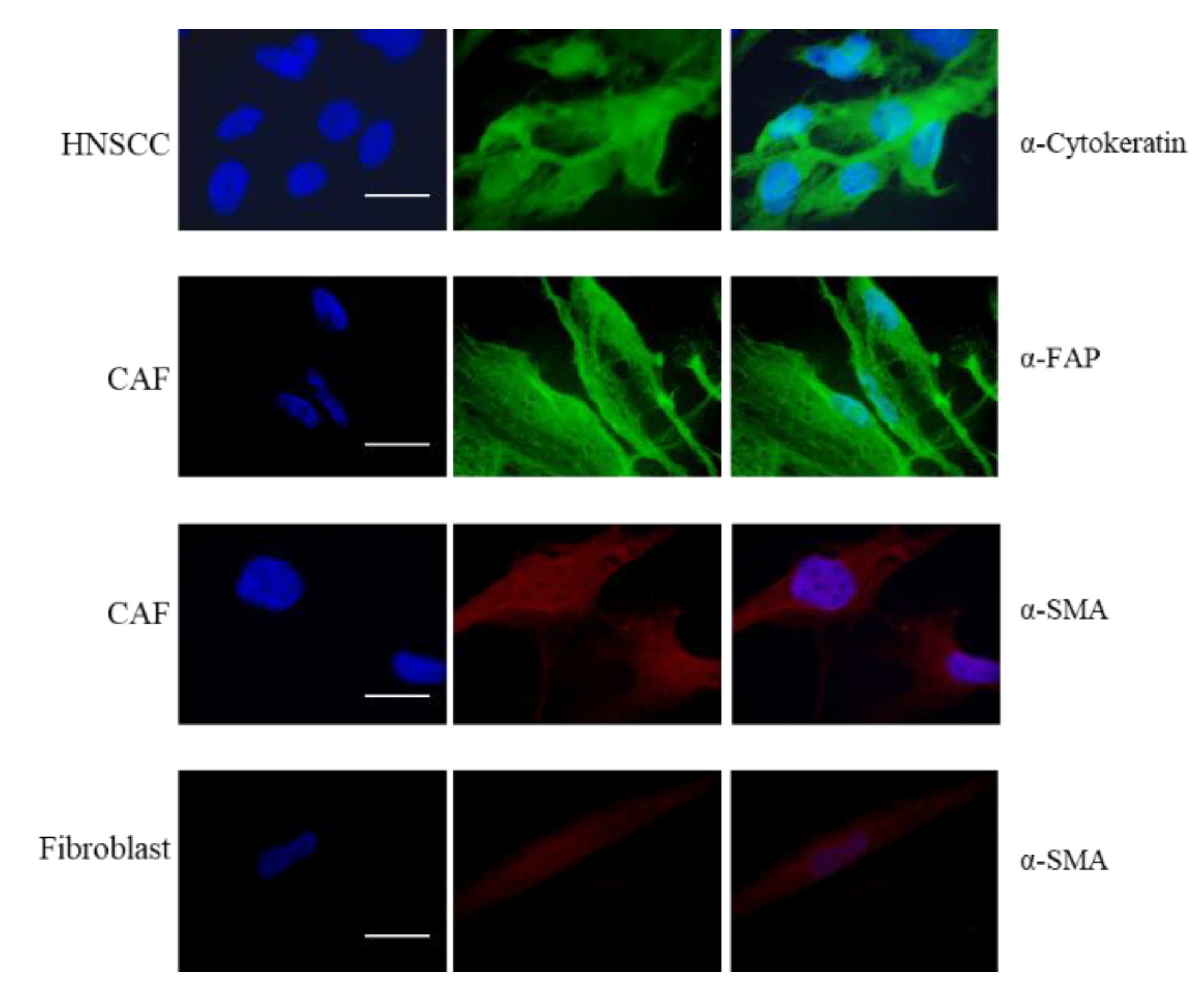 Preprints 179725 g001