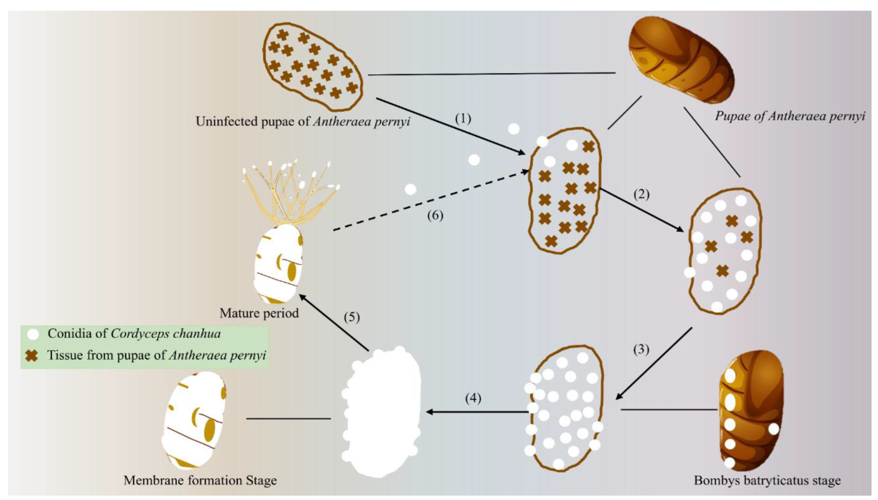 Preprints 167828 g001
