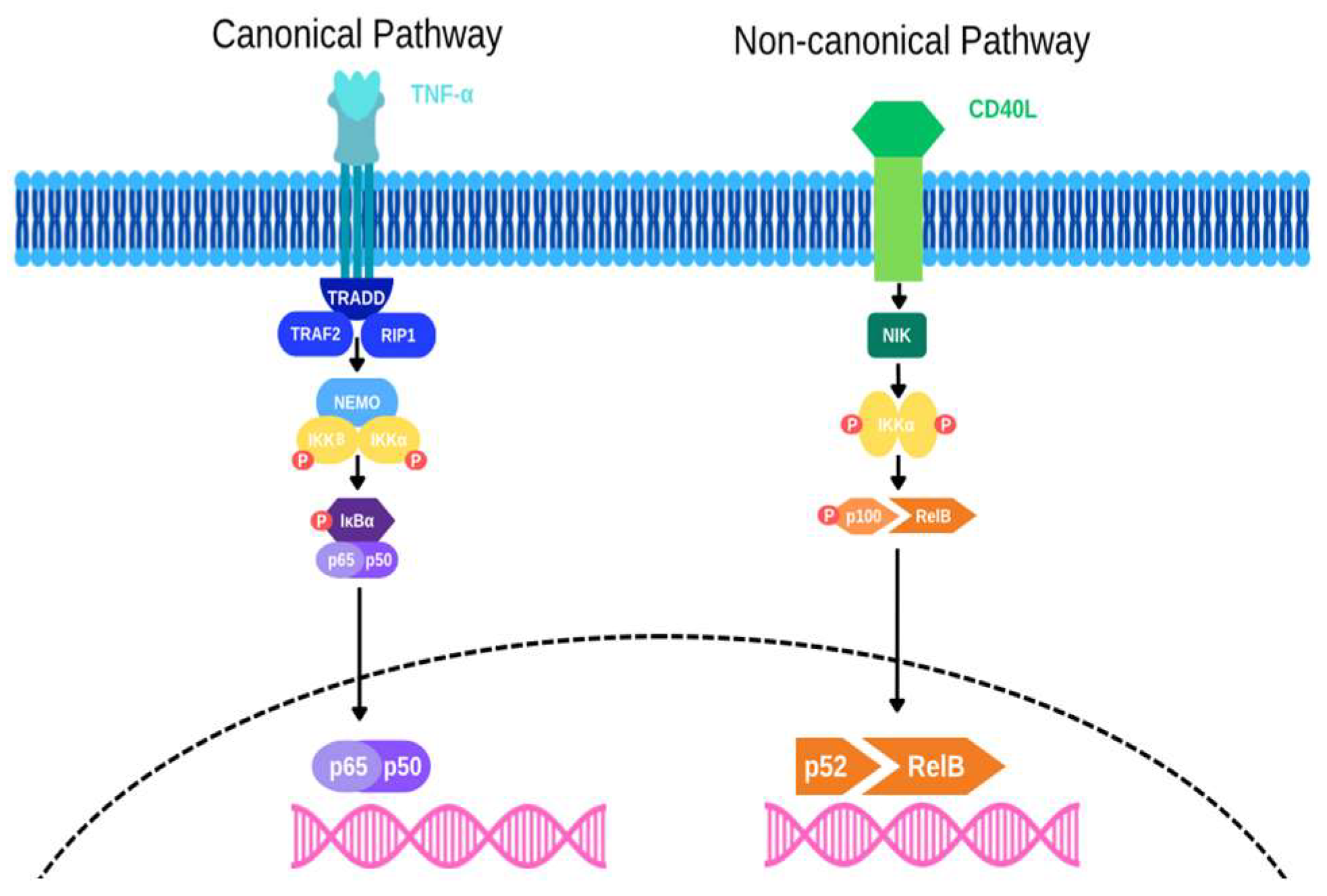 Preprints 155897 g001