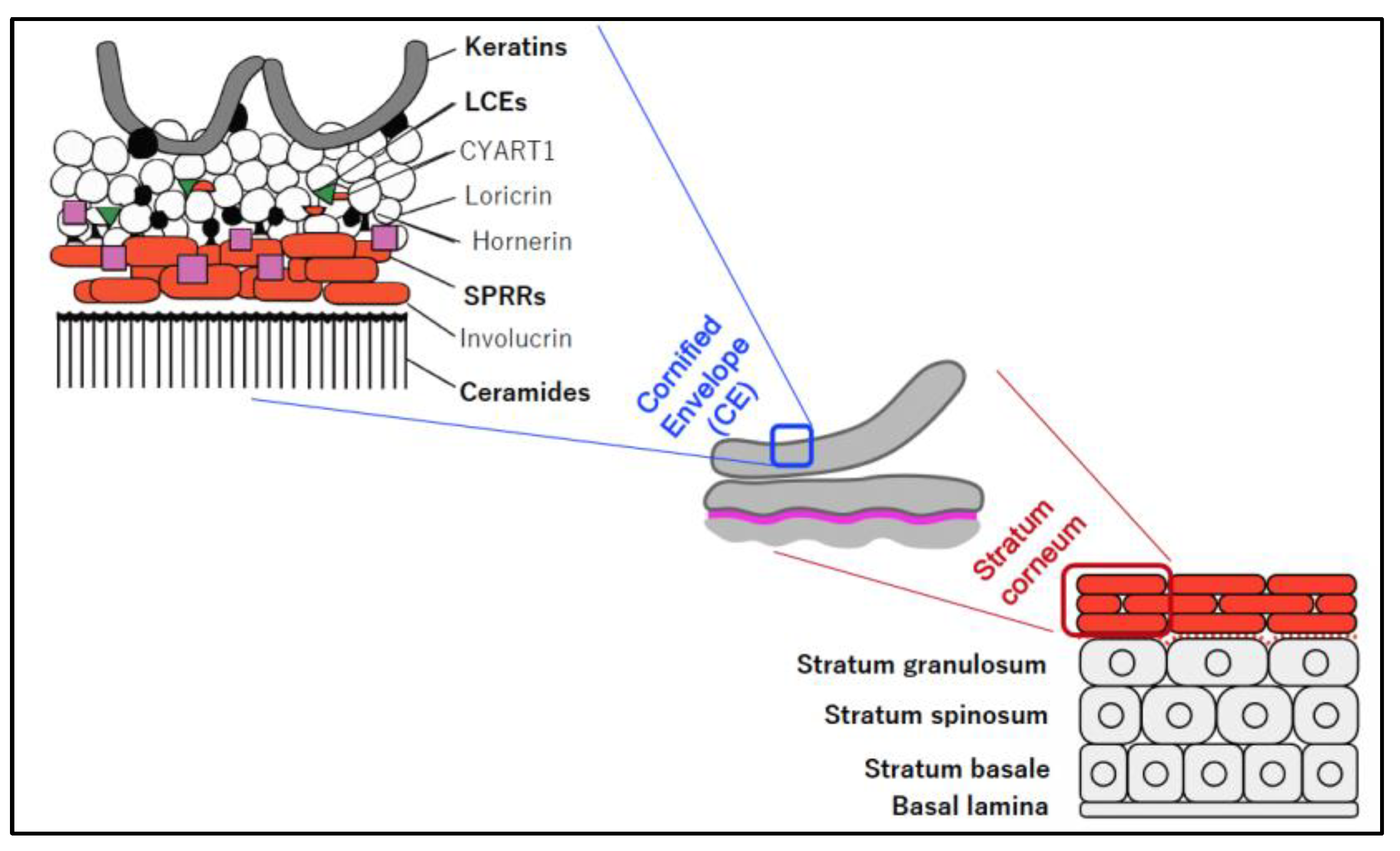 Preprints 191589 g003