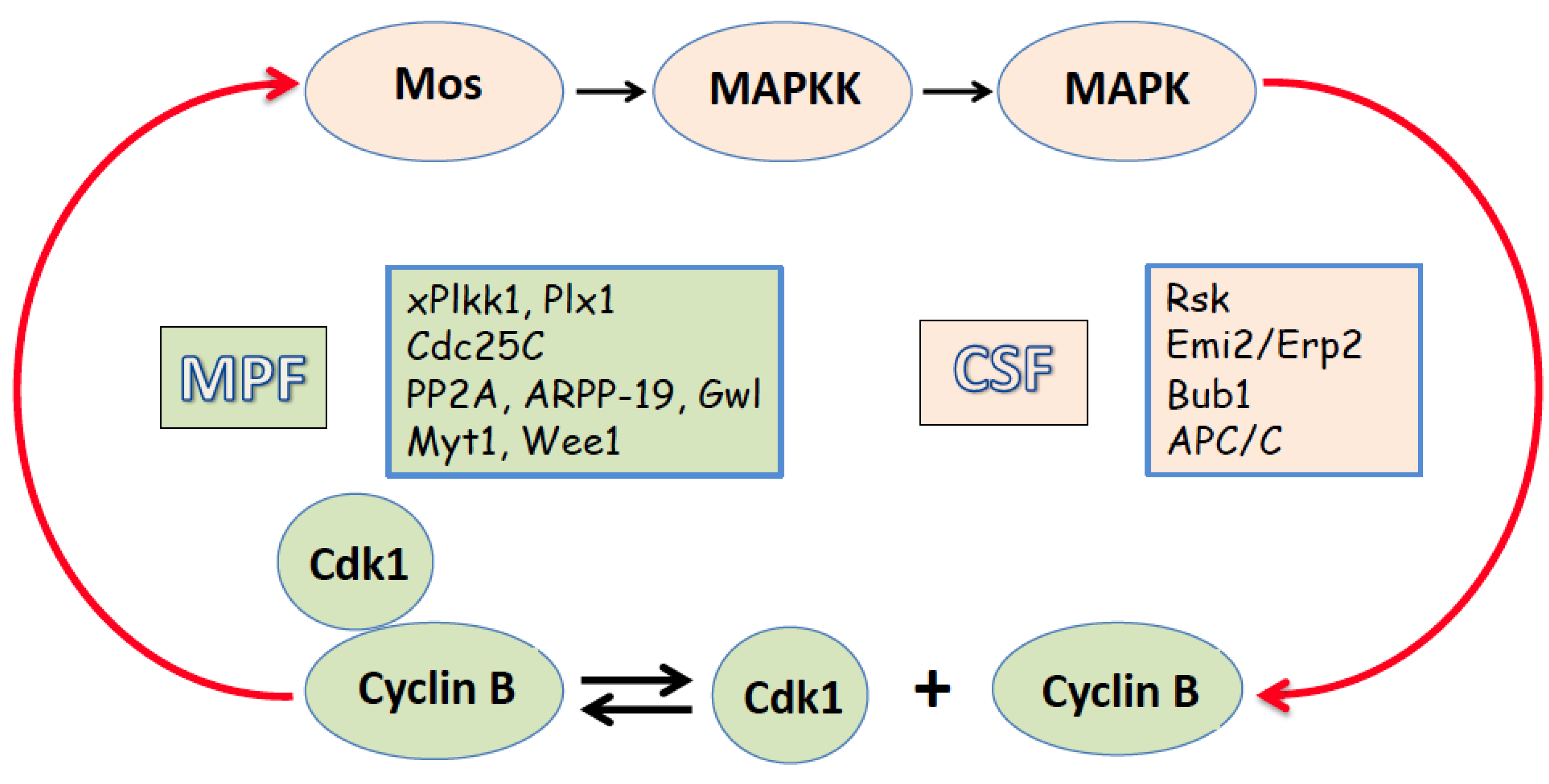 Preprints 150842 g001